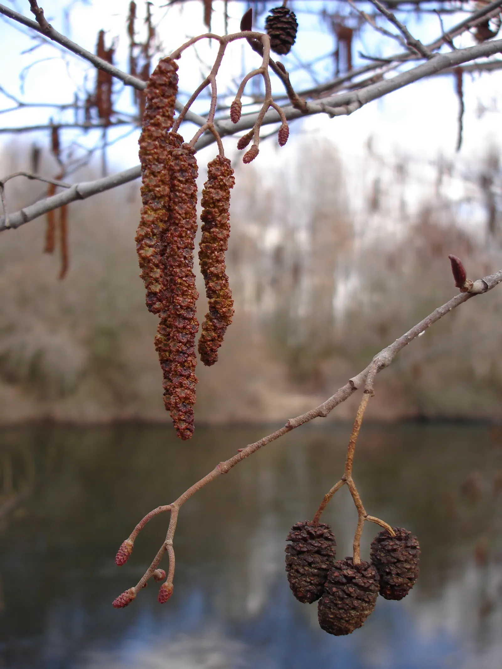 European Black Alder (Alnus Glutinosa) — The European Black Alder (Alnus glutinosa) is a deciduous tree renowned for its rapid growth; adaptable and