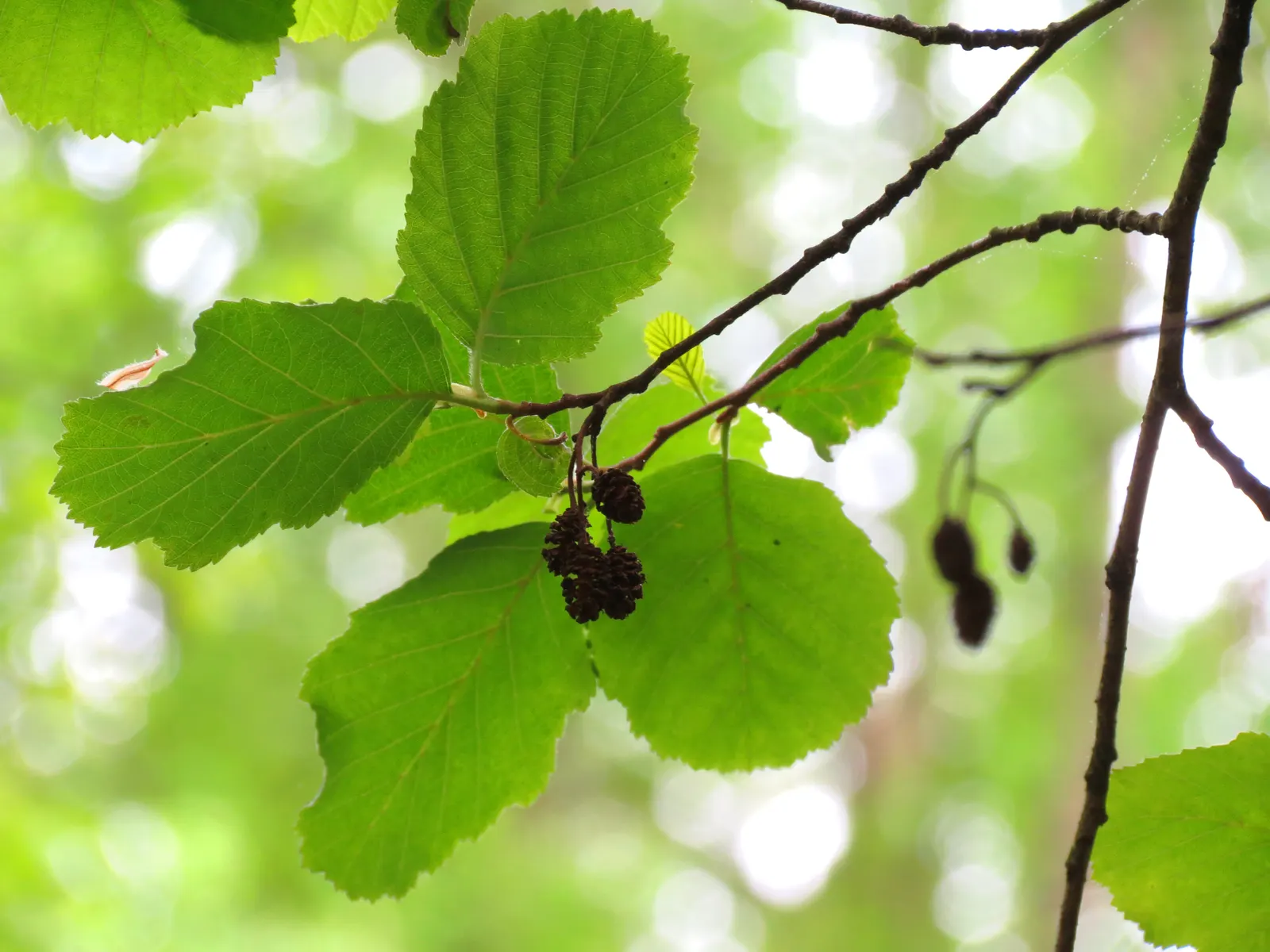 European Black Alder (Alnus Glutinosa) — improving soil fertility through nitrogen fixation; making it ideal for planting near plants that enjoy rich soil