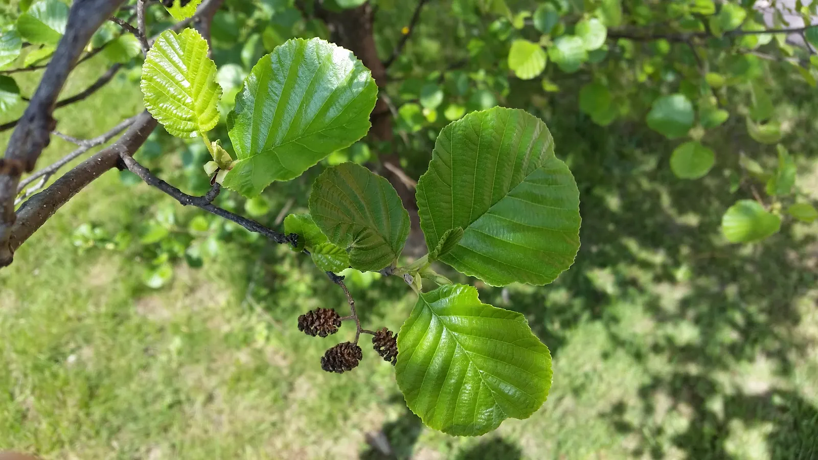 European Black Alder (Alnus Glutinosa) — consider its final size and nitrogen-enhancing qualities; it features glossy dark green leaves and, image 58