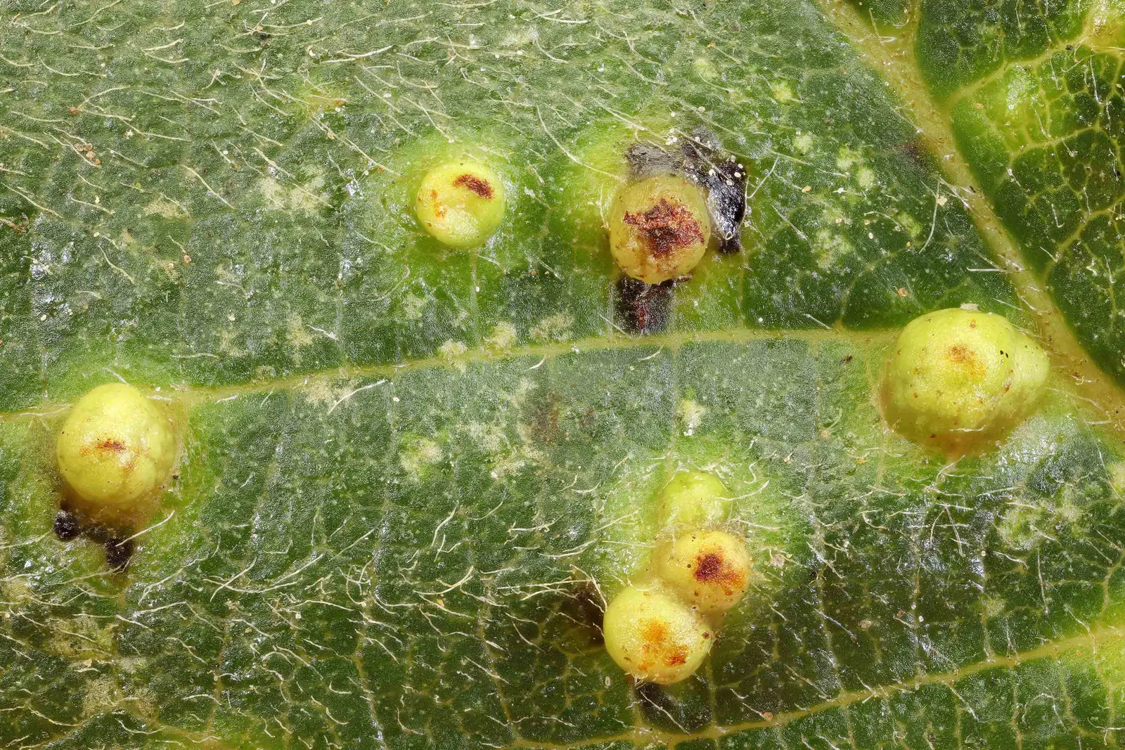 European Black Alder (Alnus Glutinosa) — improving soil fertility through nitrogen fixation; making it ideal for planting near plants that enjoy, image 46