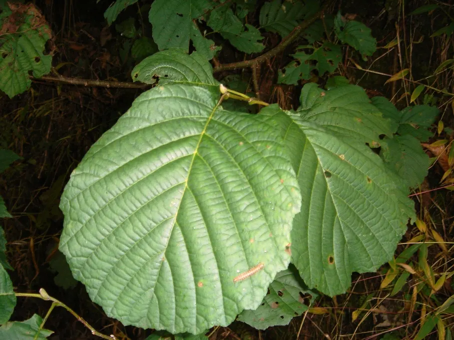 European Black Alder (Alnus Glutinosa) — It is particularly tolerant of wet conditions