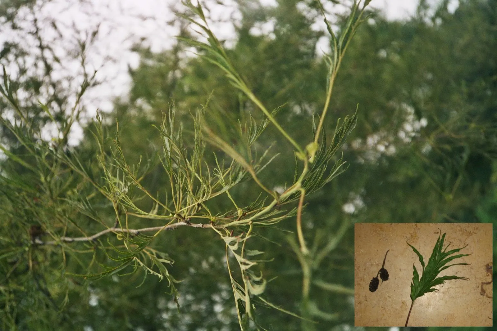 European Black Alder (Alnus Glutinosa) — enriching the soil and potentially benefiting neighboring plants.<br><br>Flowers are inconspicuous; the, image 57