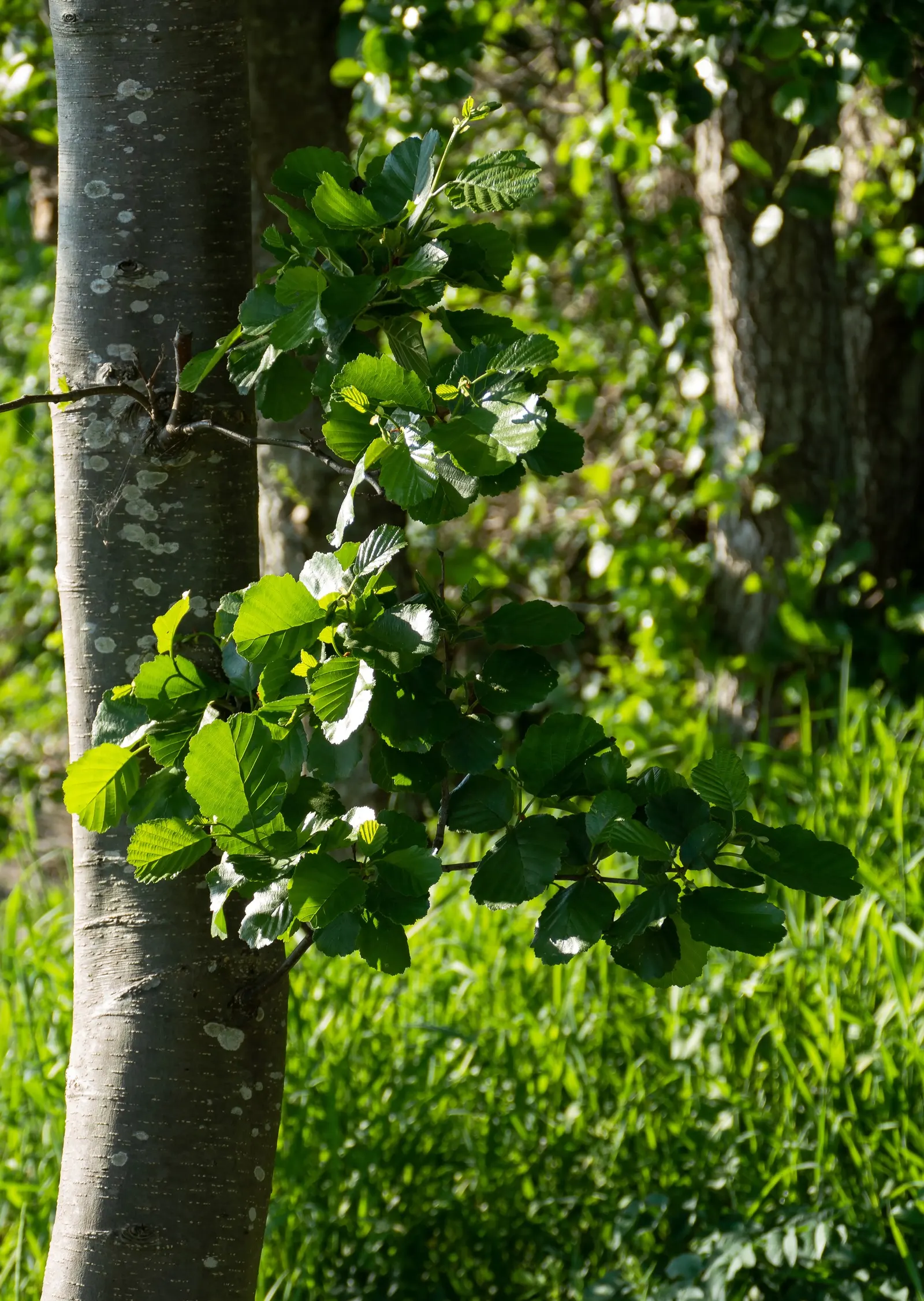 European Black Alder (Alnus Glutinosa) — this alder thrives in wet conditions; giving rise to its species name "glutinosa," meaning \'sticky\', image 45