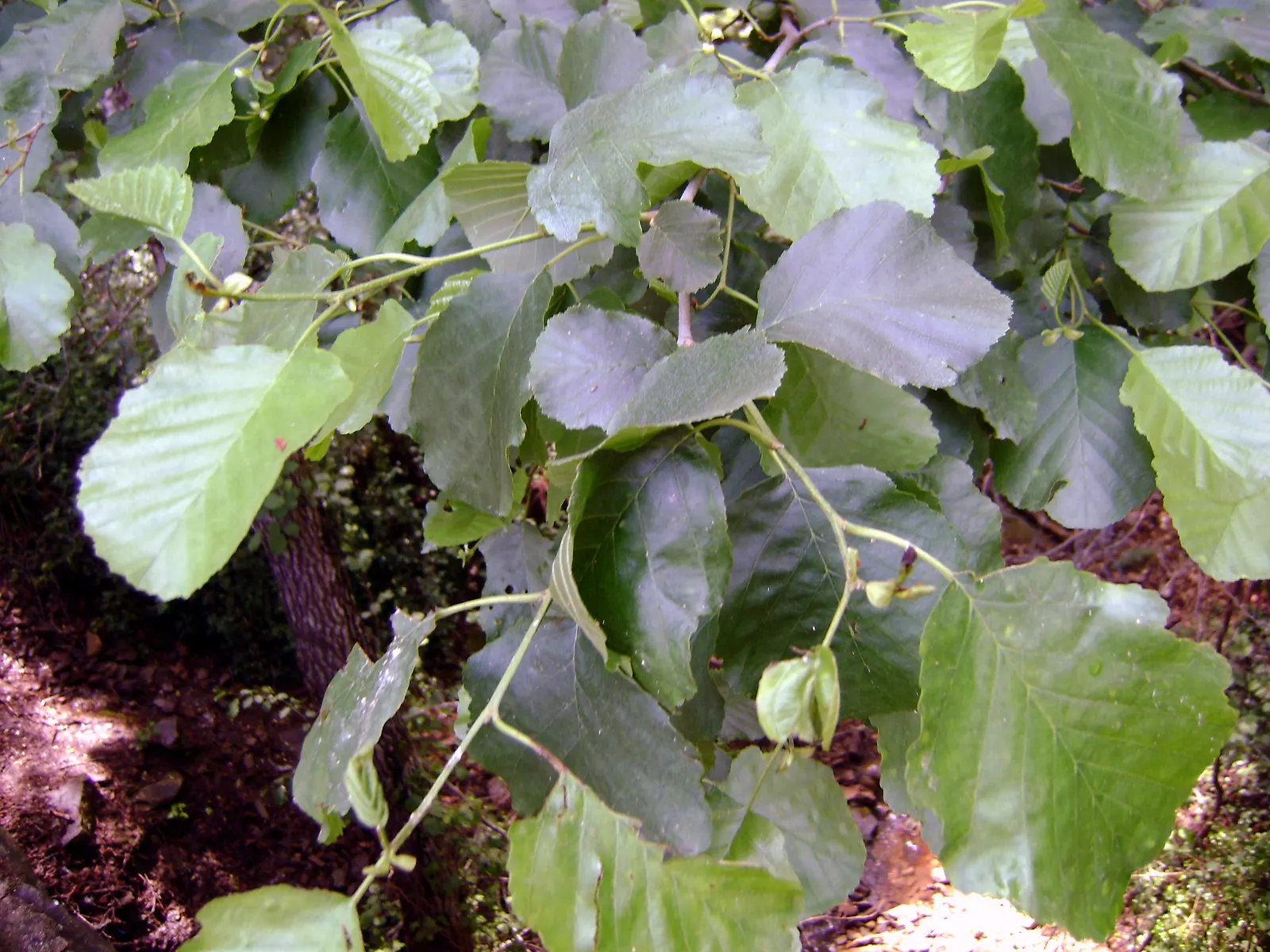 European Black Alder (Alnus Glutinosa) — The leaves exhibit a round-to-oval shape and are about 2 to 4 inches long with a slightly sticky texture, image 51