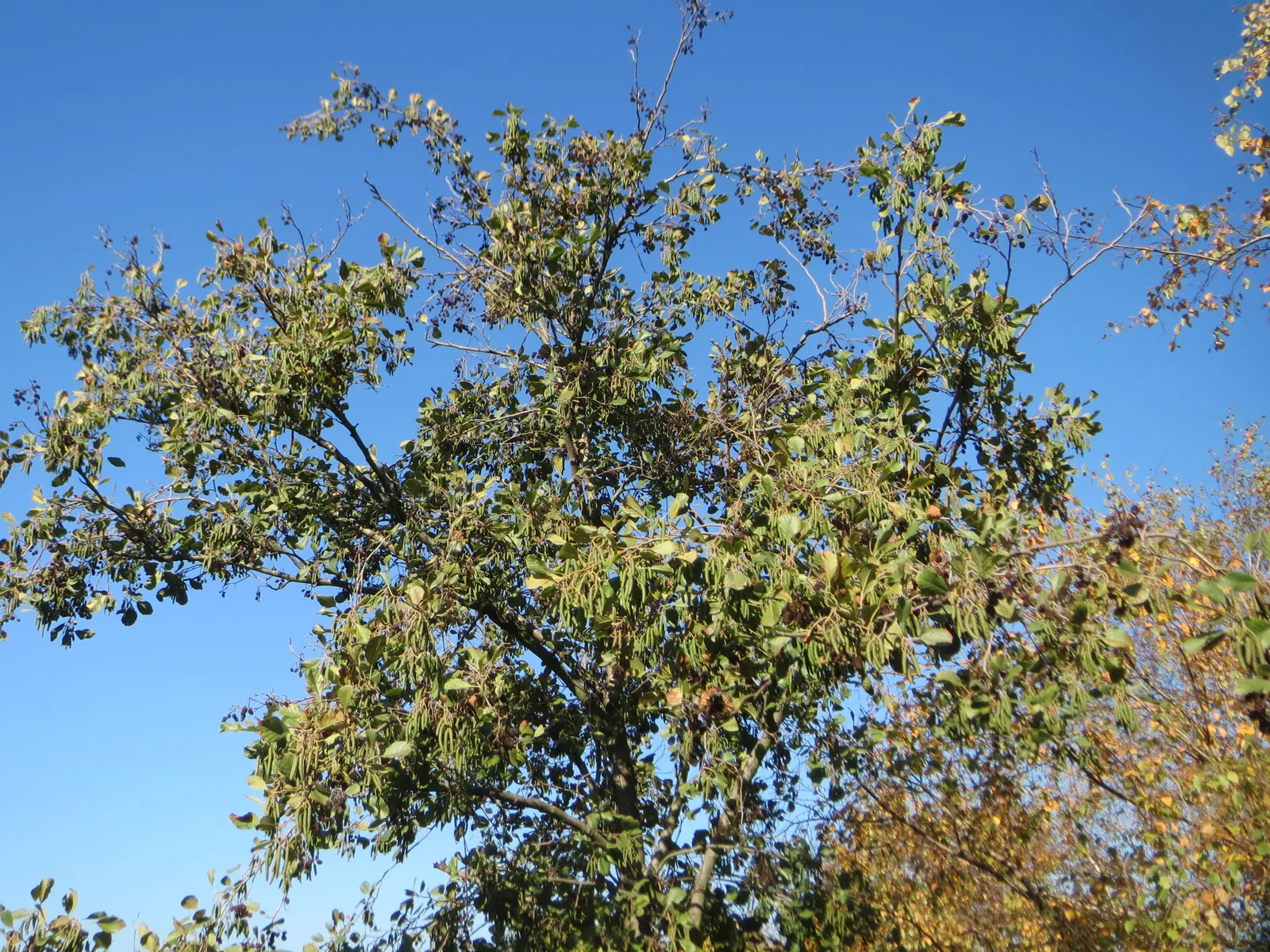 European Black Alder (Alnus Glutinosa) — The leaves exhibit a round-to-oval shape and are about 2 to 4 inches long with a slightly sticky texture; it is