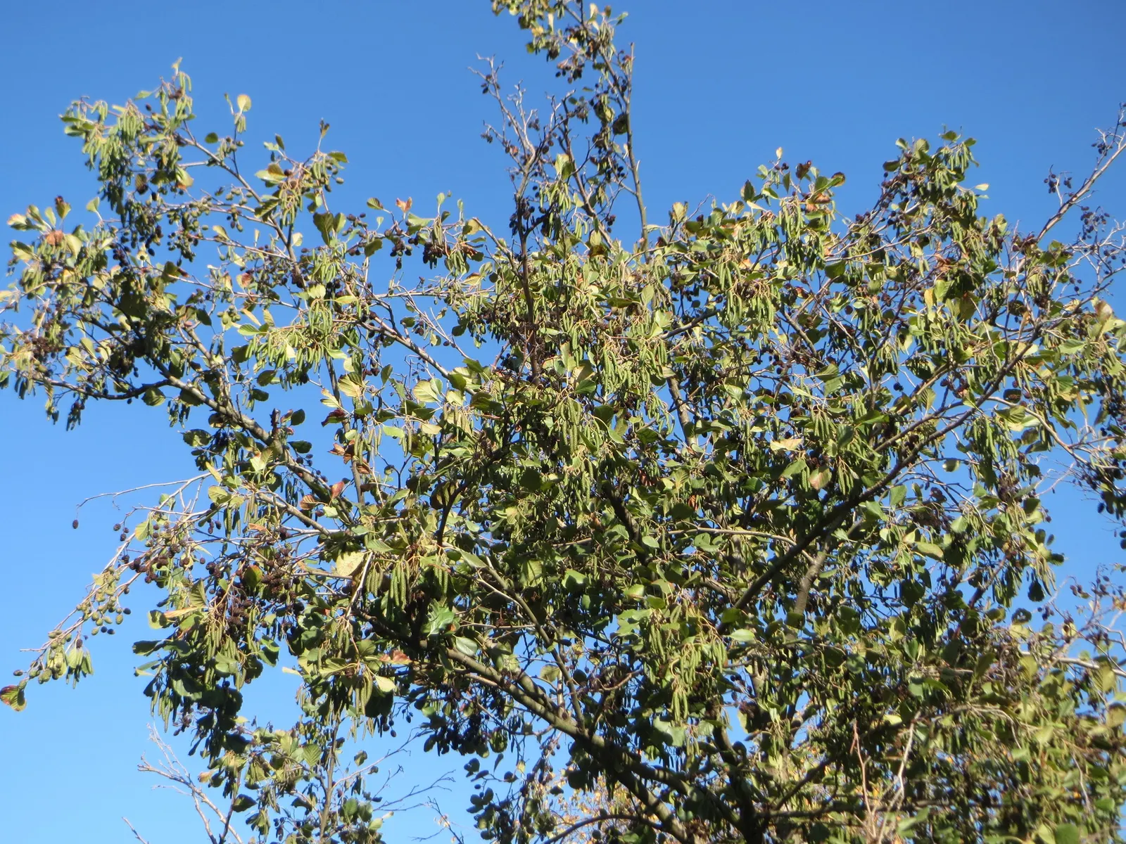 European Black Alder (Alnus Glutinosa) — which turns a modest yellow in the fall