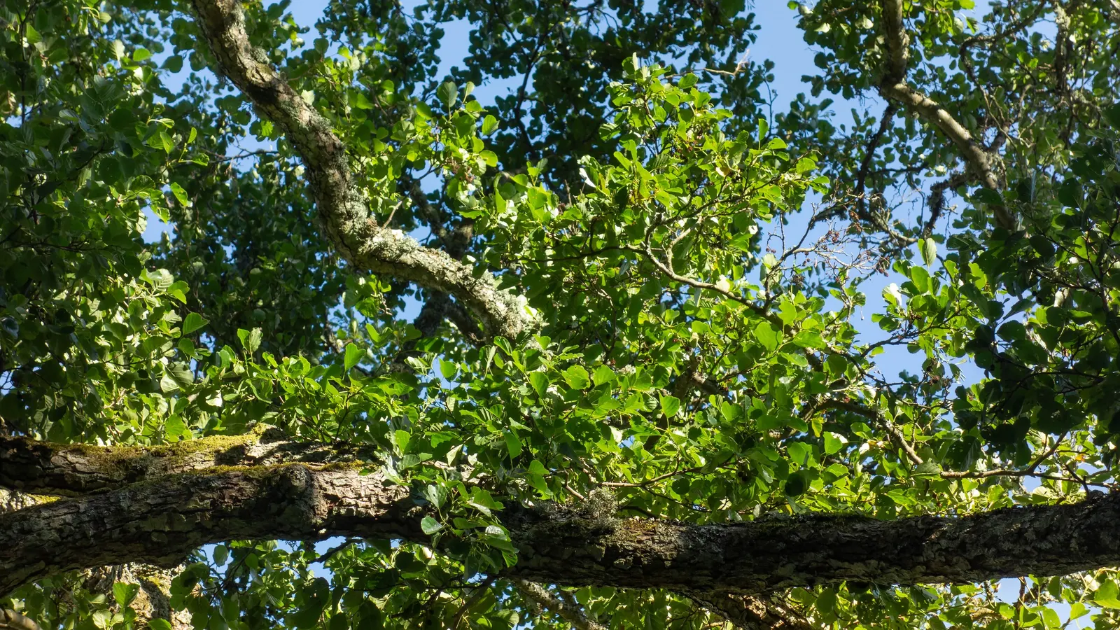 European Black Alder (Alnus Glutinosa) — enriching the soil and potentially benefiting neighboring plants.<br><br>Flowers are inconspicuous; the Black Alder\'s