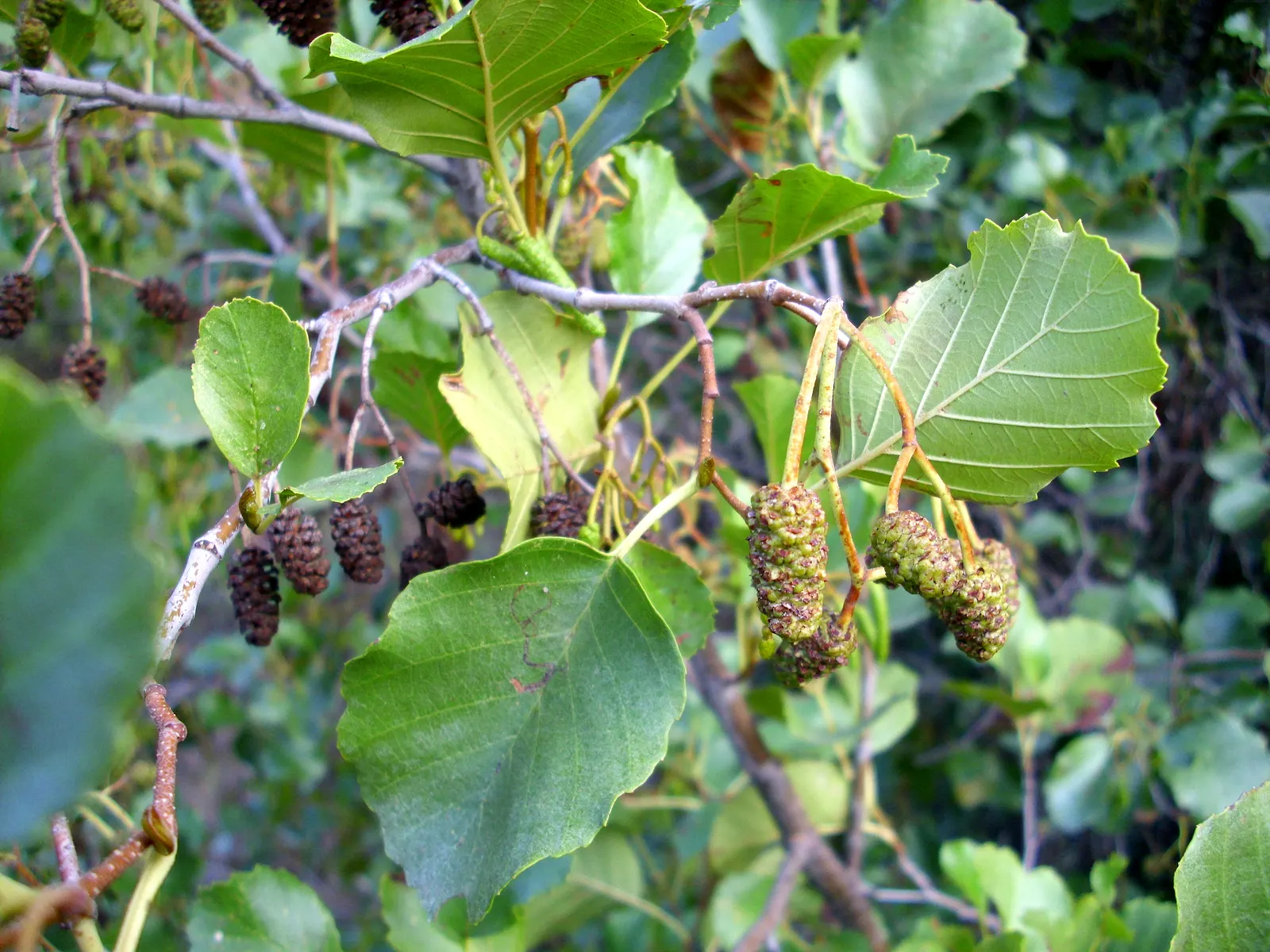 European Black Alder (Alnus Glutinosa) — this alder thrives in wet conditions; giving rise to its species name "glutinosa," meaning \'sticky\'