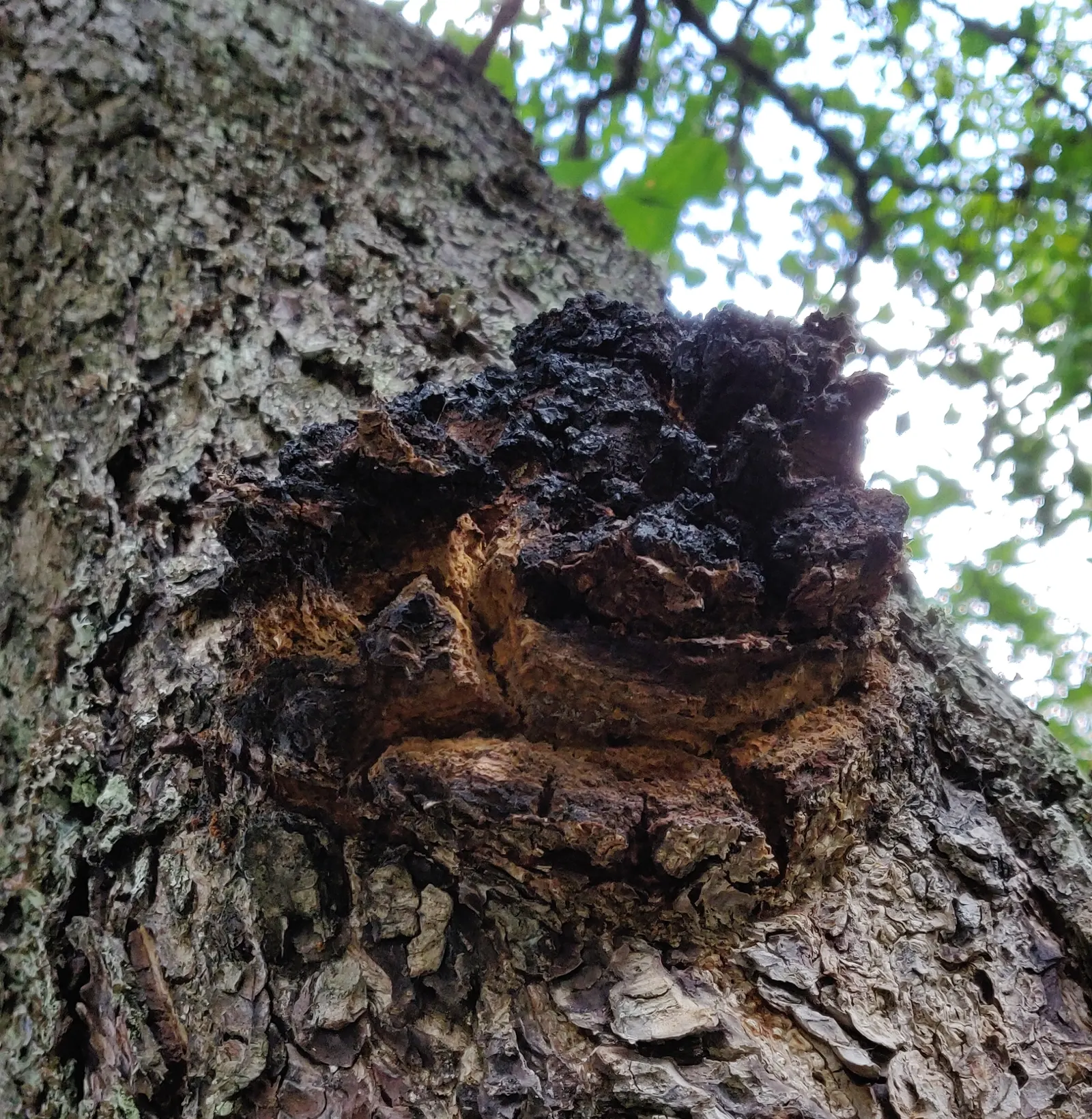 European Black Alder (Alnus Glutinosa) — giving rise to its species name "glutinosa," meaning \'sticky\'; the European Black Alder (Alnus, image 52