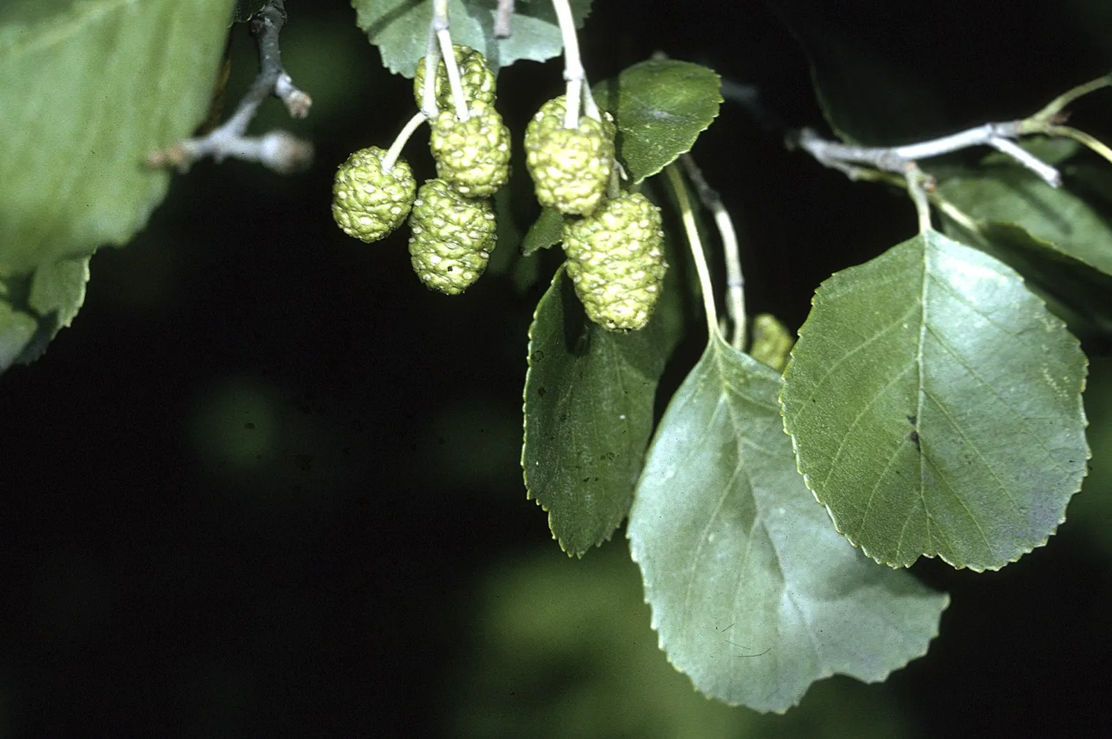European Black Alder (Alnus Glutinosa) — reaching 50-70 feet in height with a 20-40 foot spread; the leaves exhibit a round-to-oval shape and are, image 42