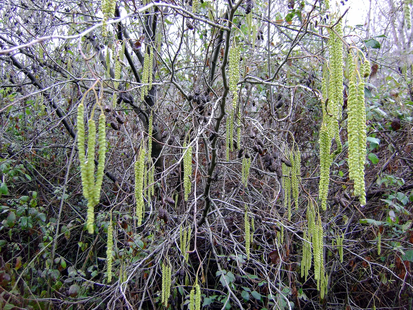 European Black Alder (Alnus Glutinosa) — which turns a modest yellow in the fall; its rounded canopy offers excellent shade