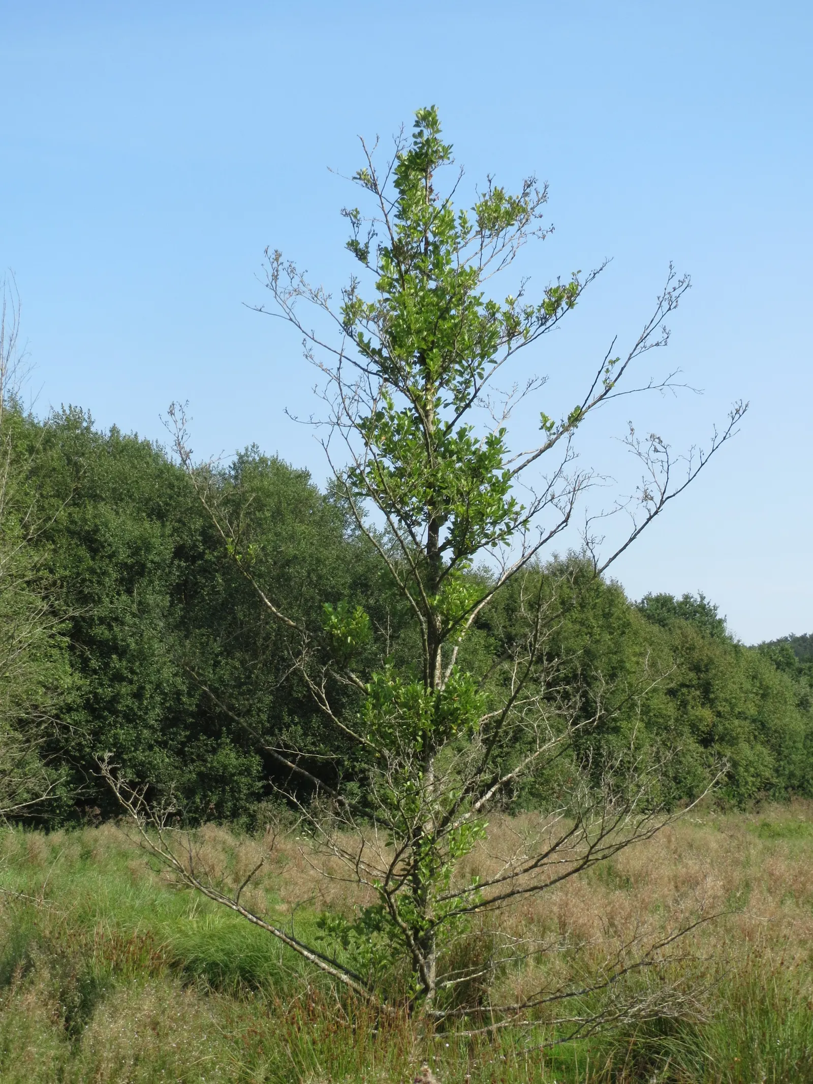 European Black Alder (Alnus Glutinosa) — It features glossy dark green leaves and distinctive catkin flowers