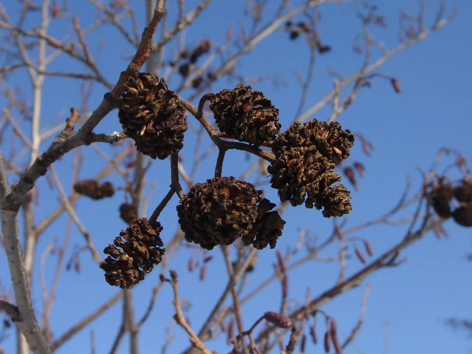 European Black Alder (Alnus Glutinosa) — tree for full or half