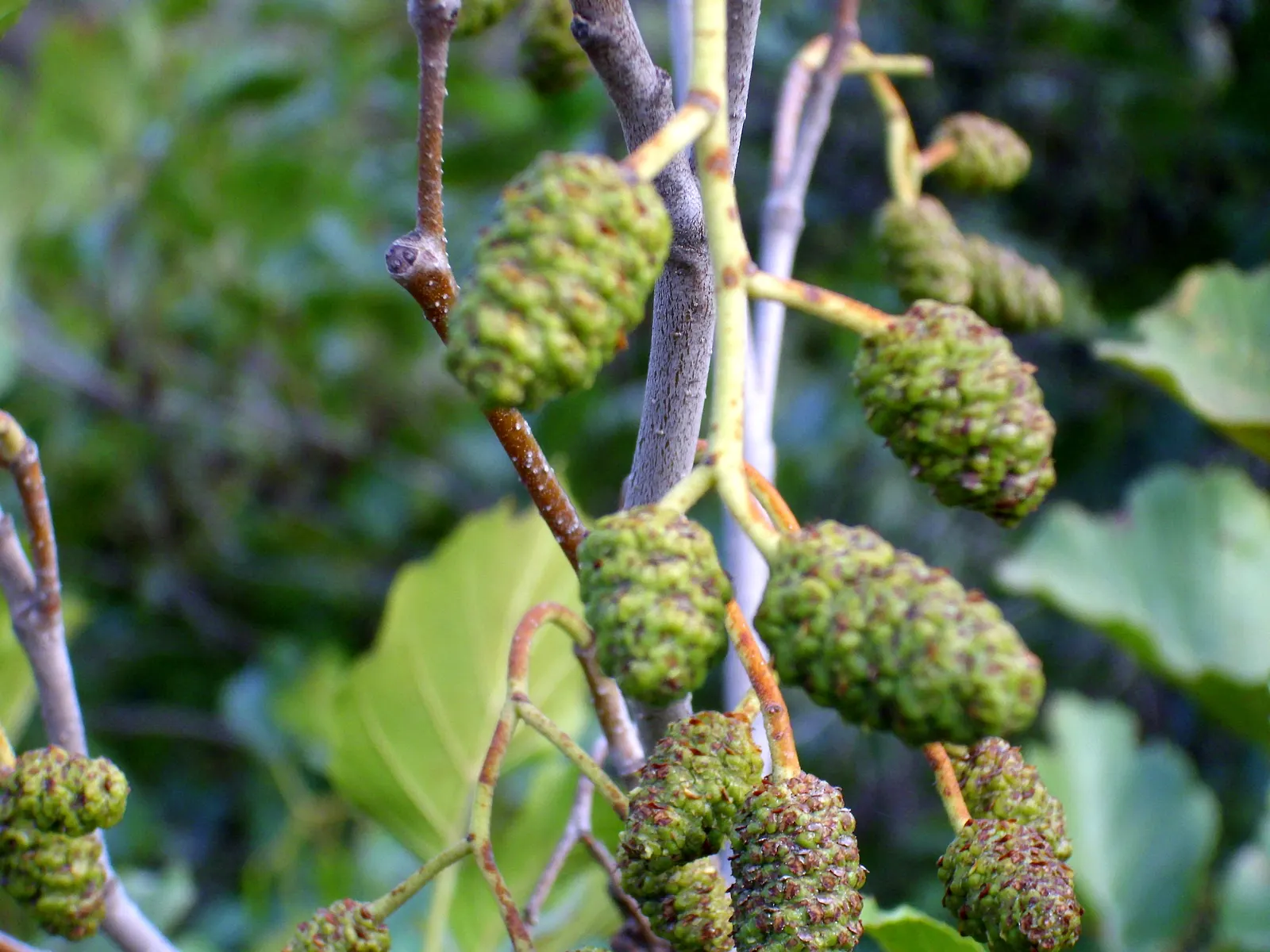 European Black Alder (Alnus Glutinosa) — The Black Alder\'s root system has the unique ability to fix nitrogen; it commonly reaches a height of 50 to 70 feet