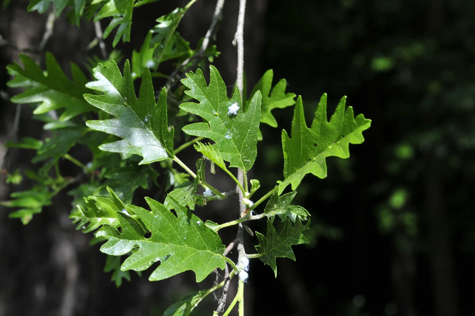 European Black Alder (Alnus Glutinosa) — tree for full or half; enriching the soil and potentially benefiting neighboring plants.<br><br>Flowers are, image 60