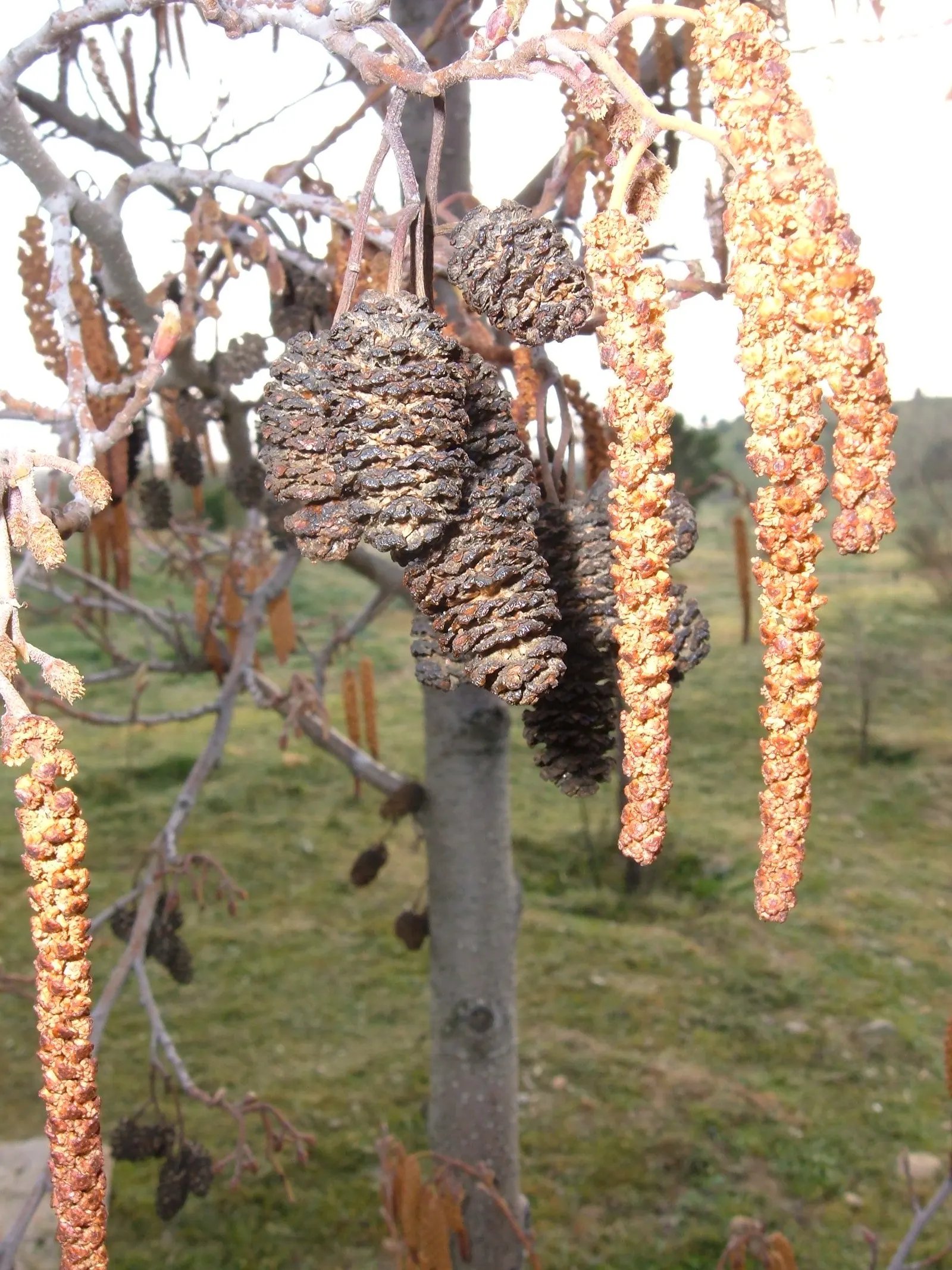 European Black Alder (Alnus Glutinosa) — enriching the soil and potentially benefiting neighboring plants.<br><br>Flowers are inconspicuous