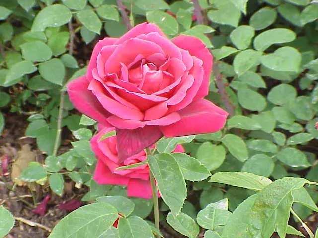 Chrysler Imperial Hybrid Tea (Rosa 'Chrysler Imperial') — Hardy in zones 5-9, this rose reaches about 4-6 feet in height with a 2-3 feet spread