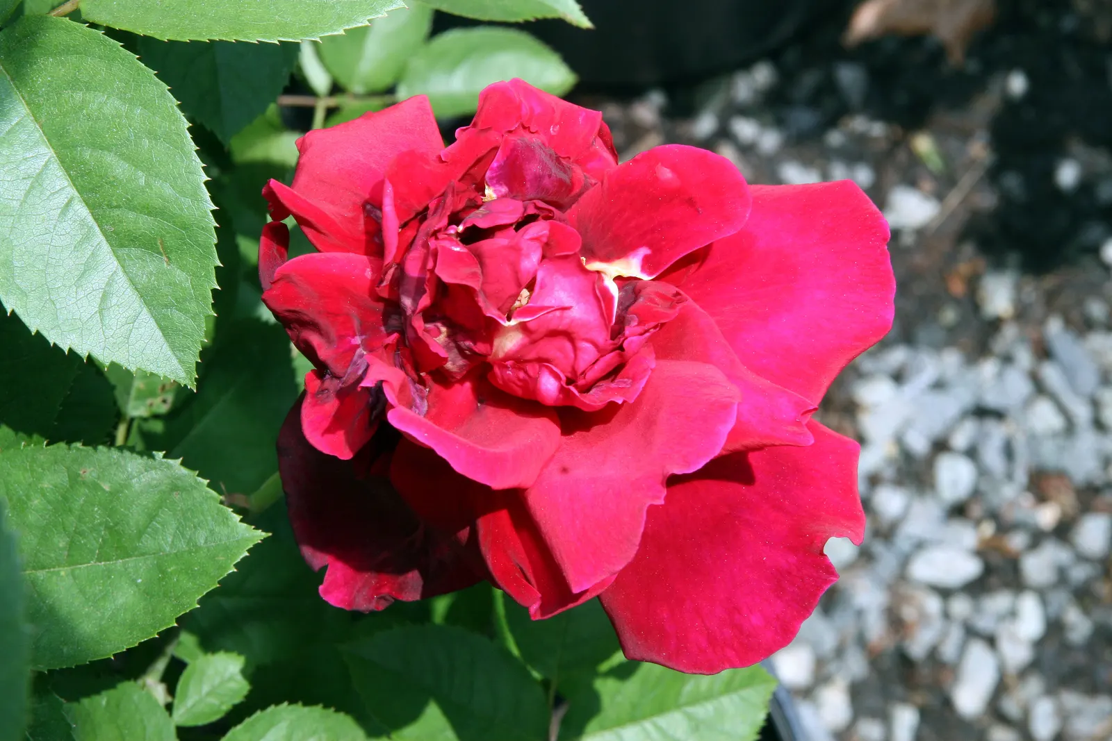 Chrysler Imperial Hybrid Tea (Rosa 'Chrysler Imperial') — Ideal for elegant, fragrant garden focal points
