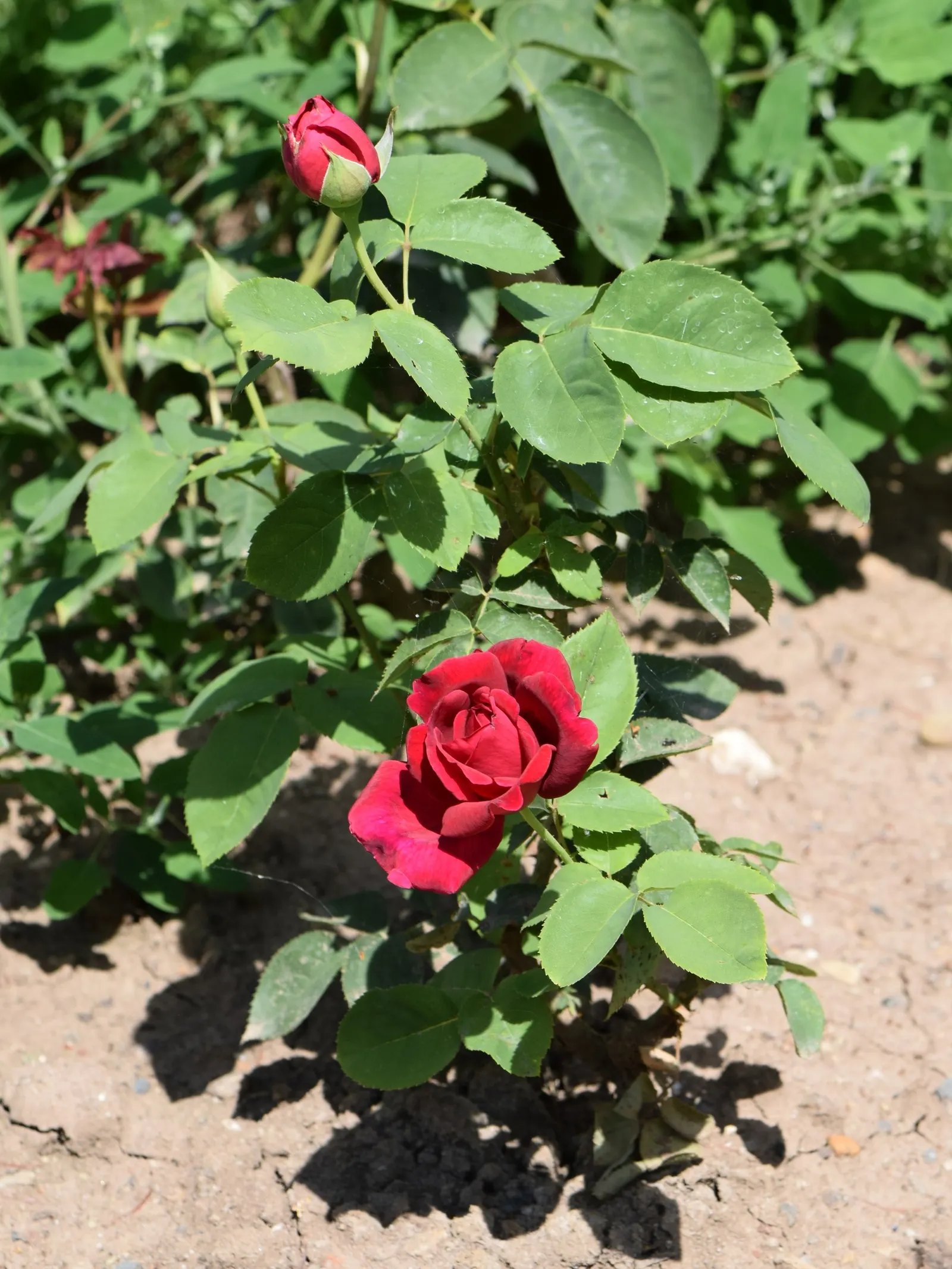 Chrysler Imperial Hybrid Tea (Rosa 'Chrysler Imperial') — Each flower measures up to 5 inches across, showcasing a classic high-centered form