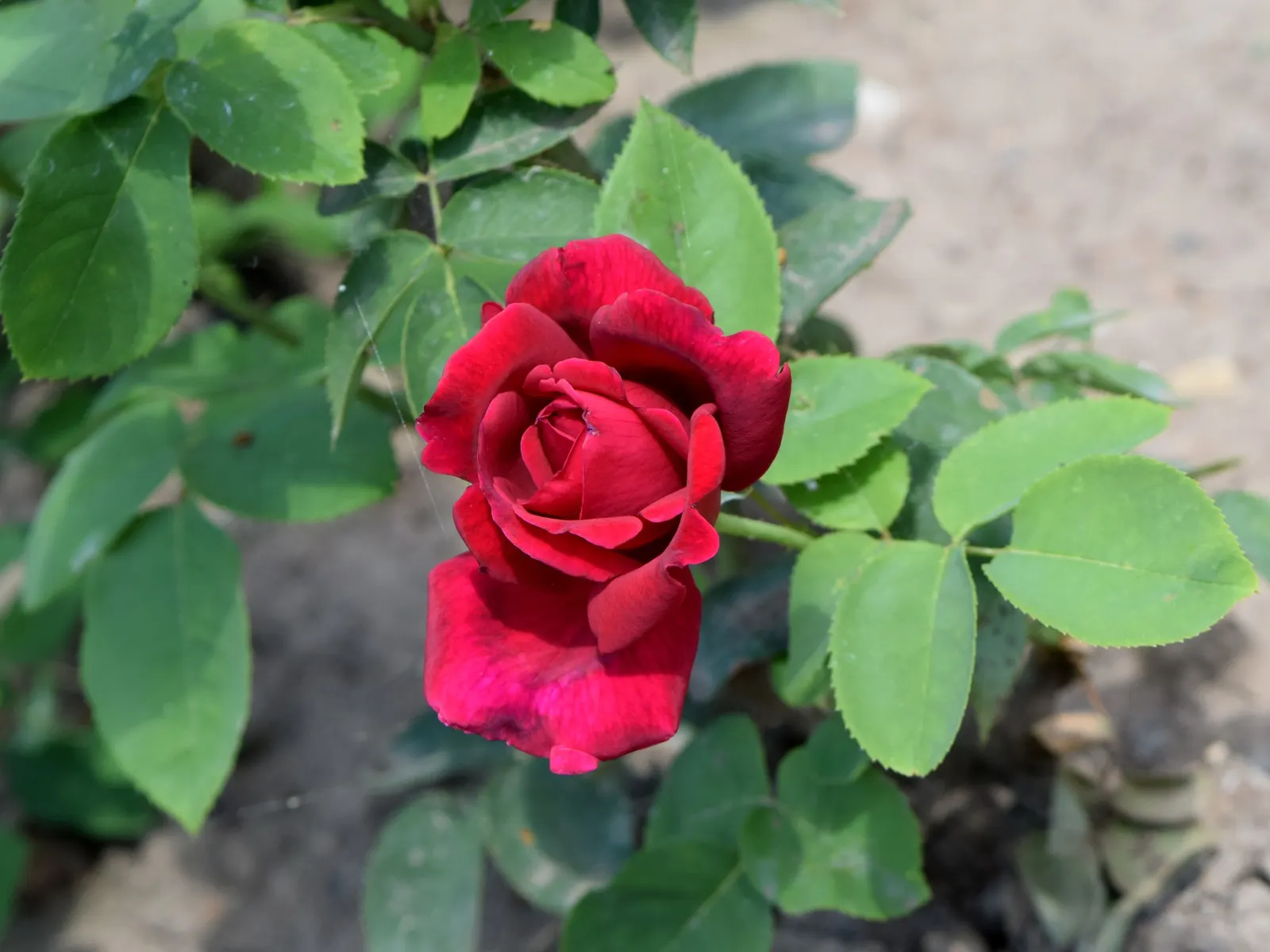 Chrysler Imperial Hybrid Tea (Rosa 'Chrysler Imperial') — typically reaching a mature height of 4 to 6 feet with a spread of 2 to 3 feet