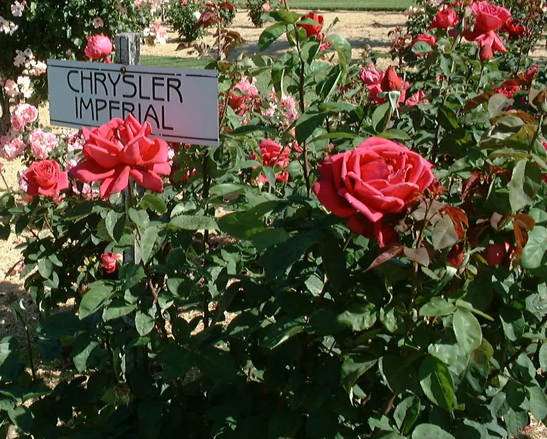 Chrysler Imperial Hybrid Tea (Rosa 'Chrysler Imperial') — Each flower emits an enchanting