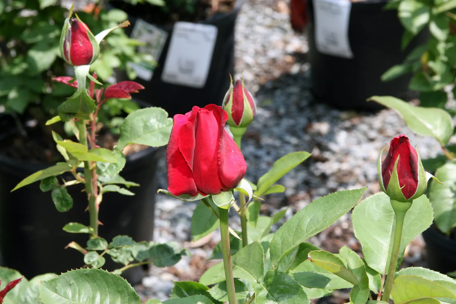 Chrysler Imperial Hybrid Tea (Rosa 'Chrysler Imperial') — velvety crimson blossoms that can reach up to 5 inches in diameter when fully open