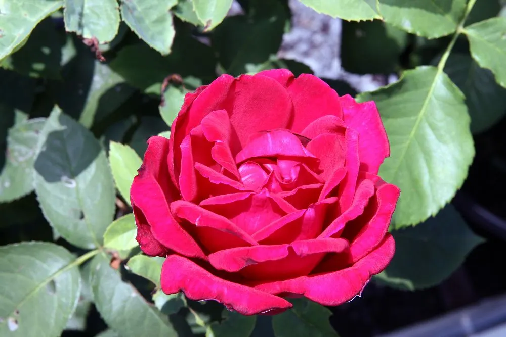 Chrysler Imperial Hybrid Tea (Rosa 'Chrysler Imperial') — Regular pruning ensures vigorous growth and abundant flowering