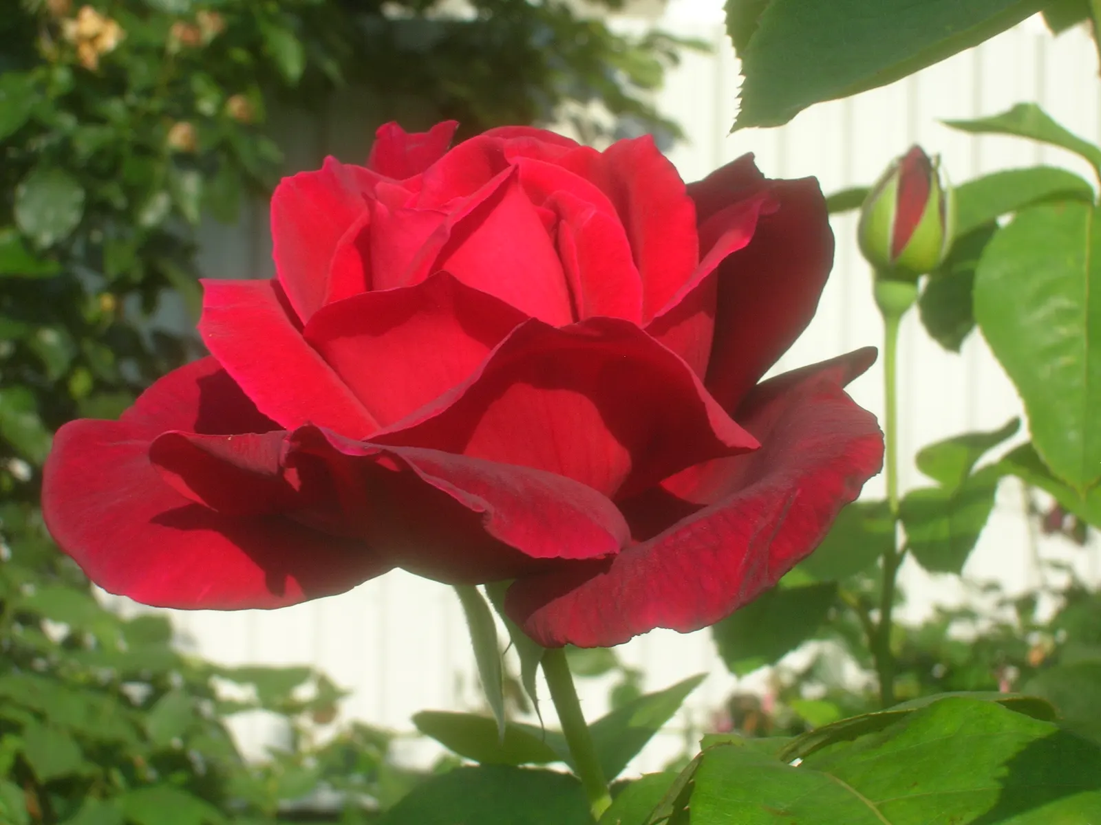 Chrysler Imperial Hybrid Tea (Rosa 'Chrysler Imperial') — Prefers full sun and well-draining soil