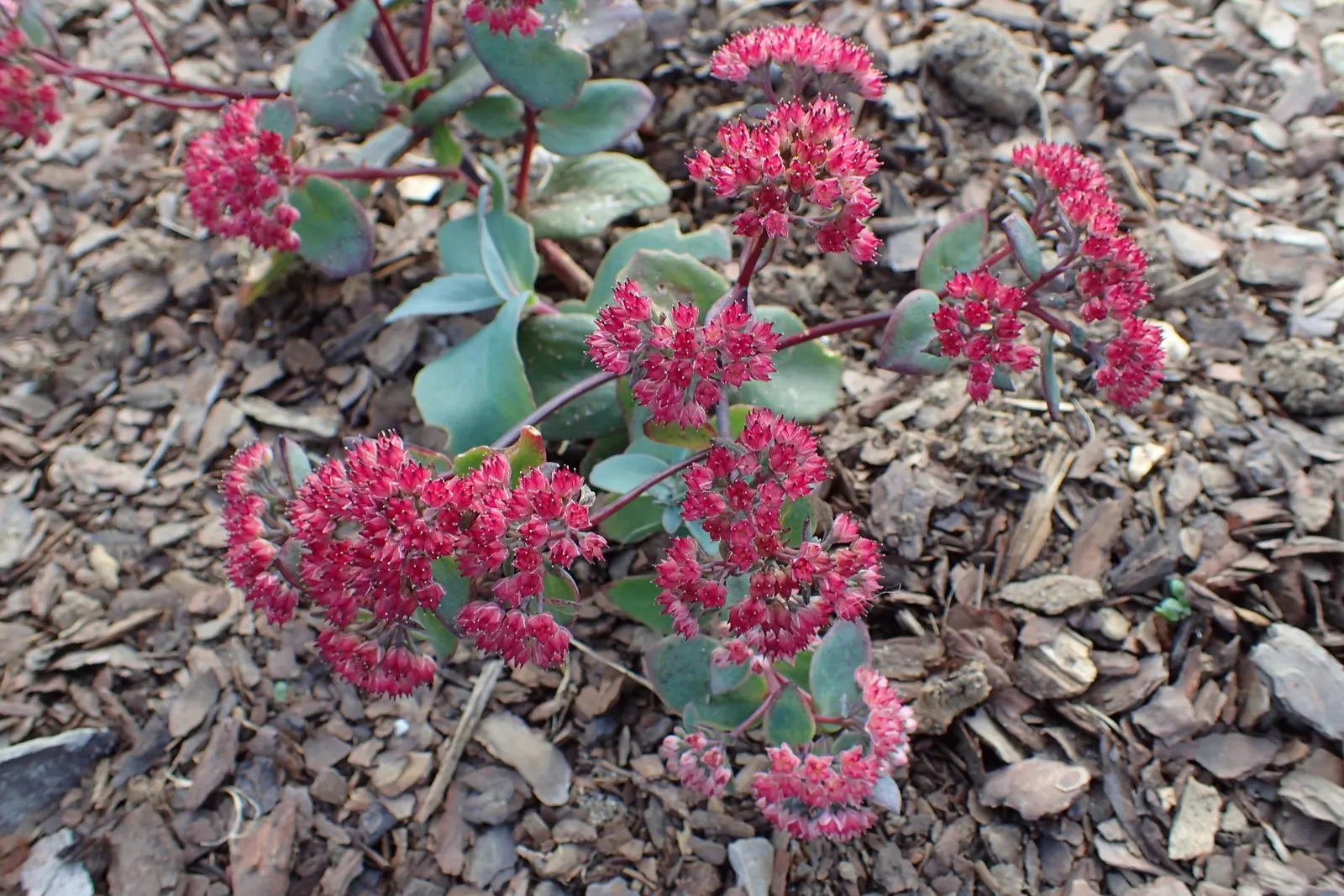 Desert Black Stonecrop (Sedum 'Desert Black') — Desert Black Stonecrop (Sedum 'Desert Black') is a hardy succulent known for its deep, purple-black foliage