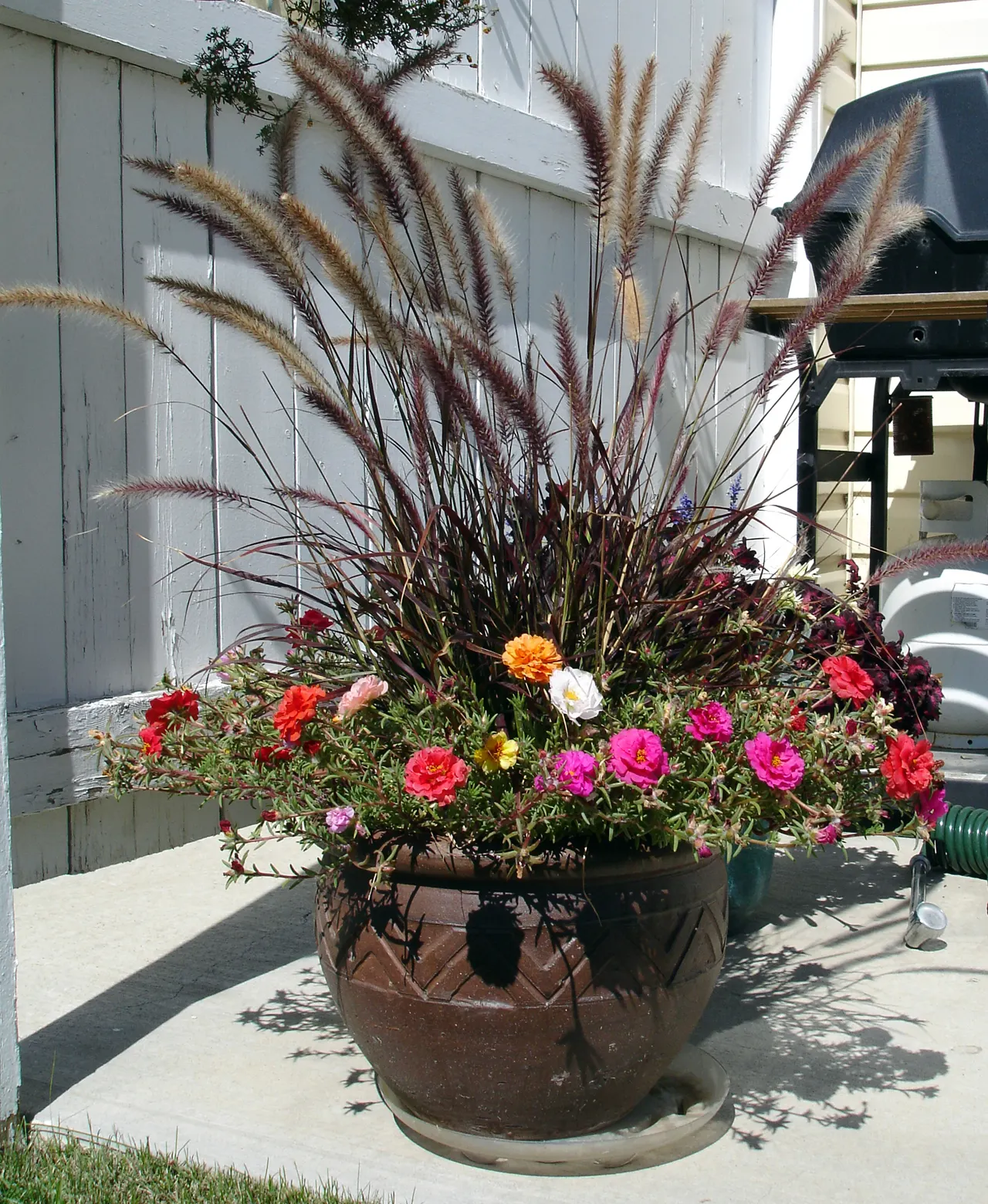 Purple Fountain Grass (Pennisetum 'Rubrum') — With a growth habit of 3-5 feet tall and 2-4 feet wide