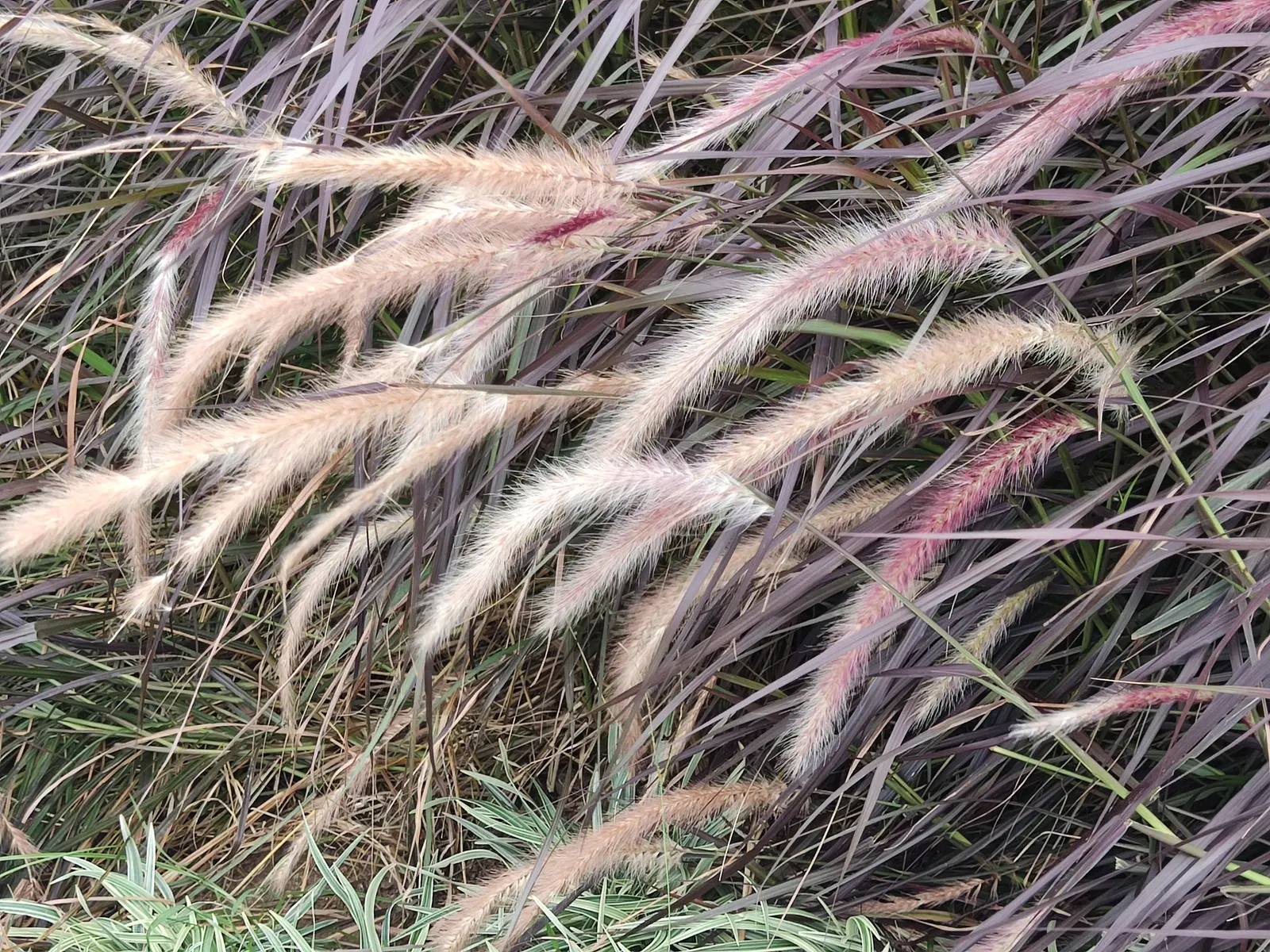 Purple Fountain Grass (Pennisetum 'Rubrum') — grass for full
