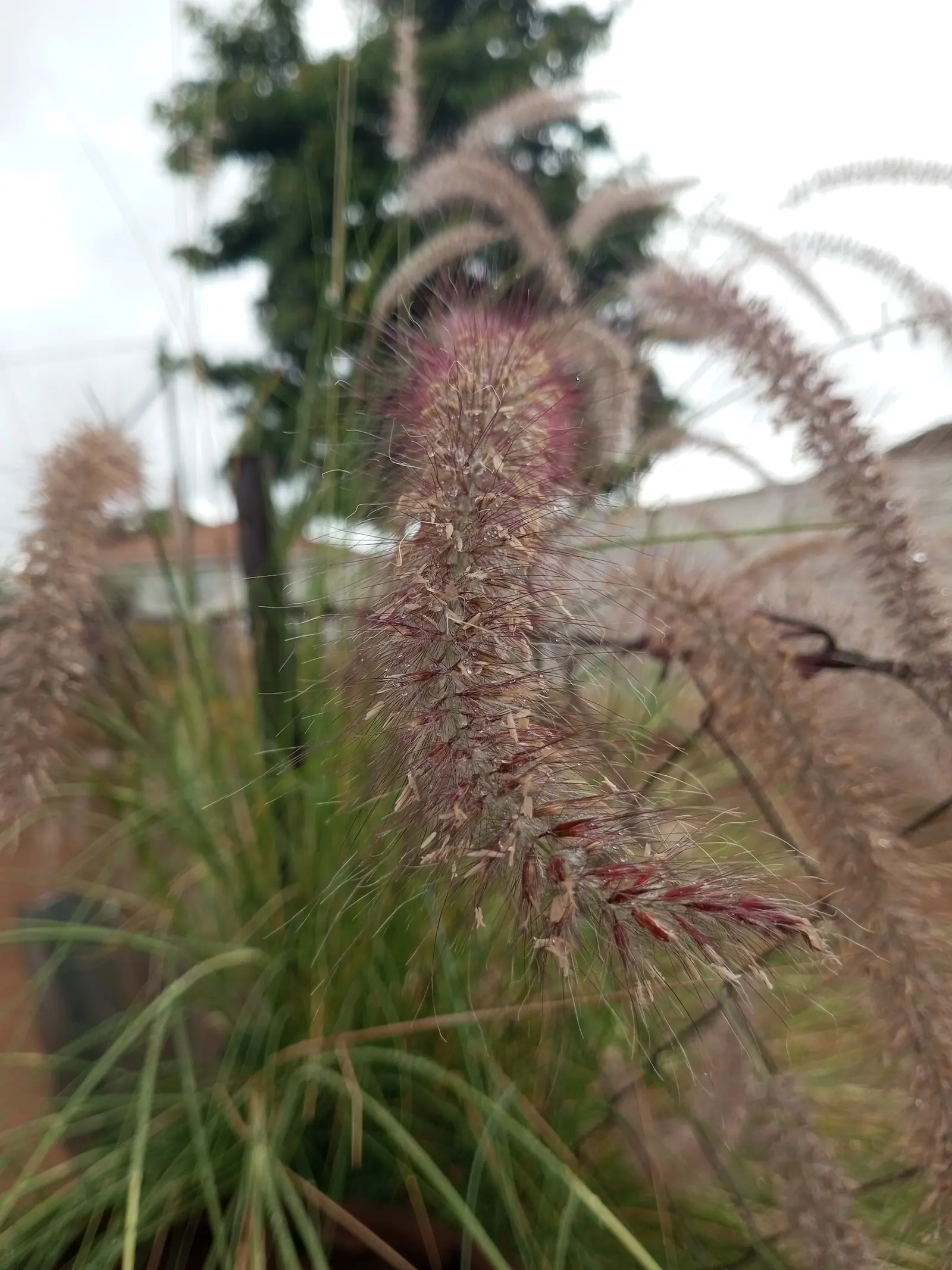 Purple Fountain Grass (Pennisetum 'Rubrum') — requiring a minimum of 6 hours of direct rays each day to maintain its vibrant coloration