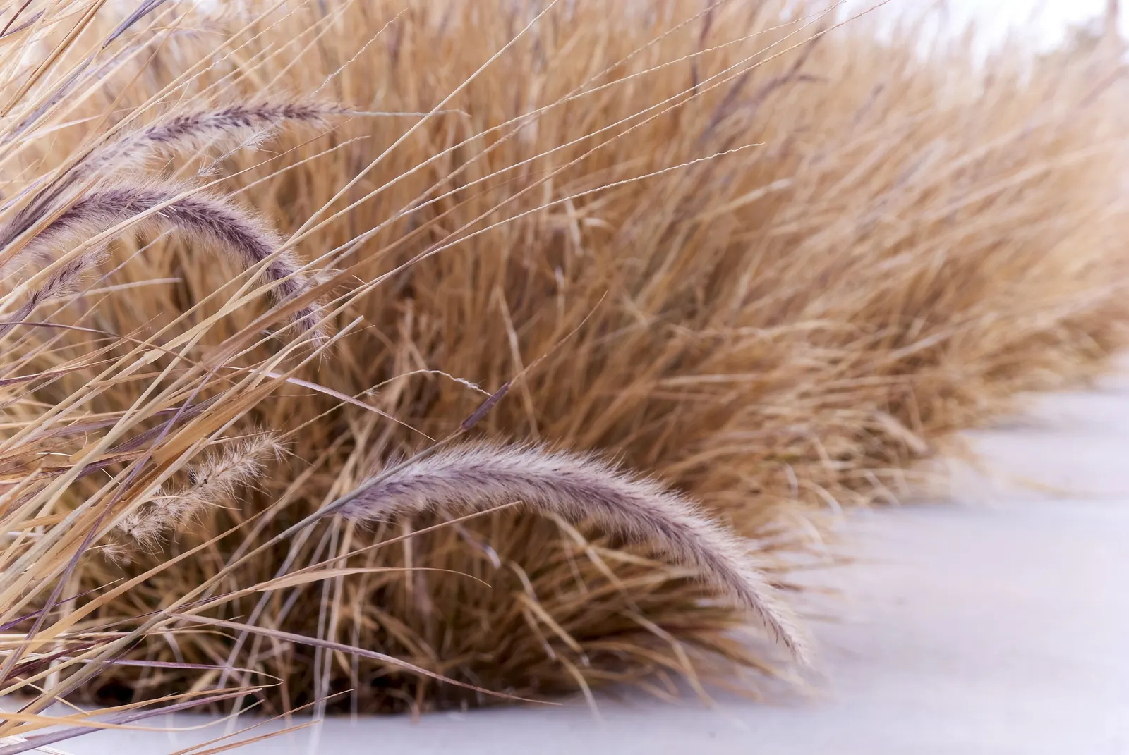 Purple Fountain Grass (Pennisetum 'Rubrum') — feathery plumes that offer an alluring visual impact in a landscape design