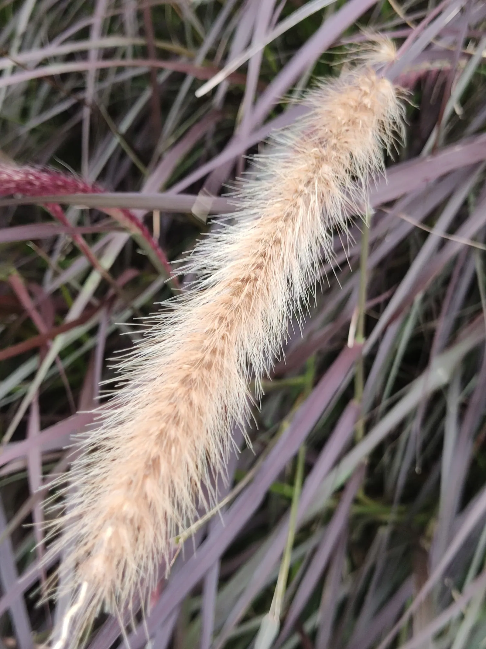 Purple Fountain Grass (Pennisetum 'Rubrum') — is a perennial ornamental renowned for its striking; is a popular ornamental grass prized for its graceful