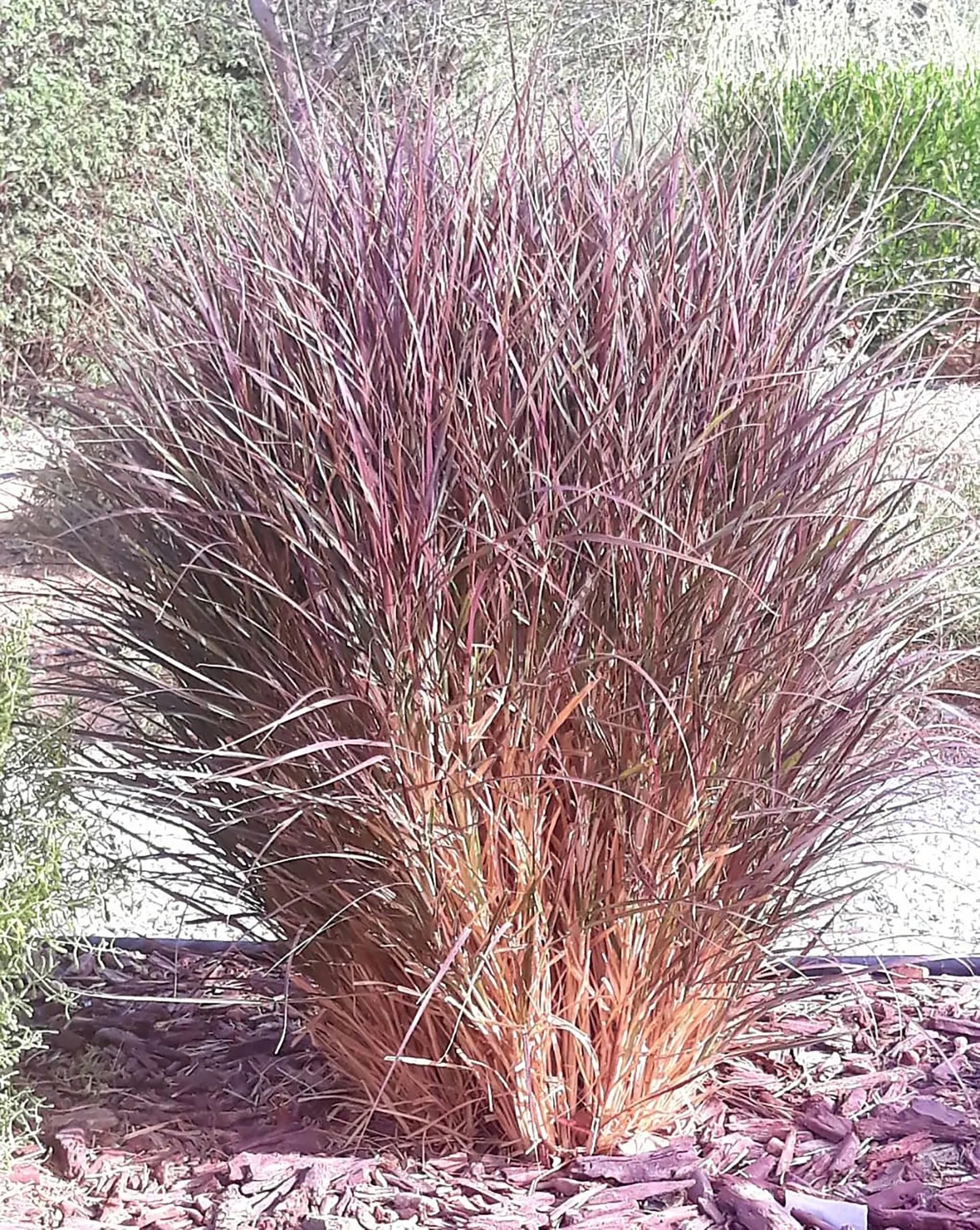 Purple Fountain Grass (Pennisetum 'Rubrum') — fox-tail-like flower plumes