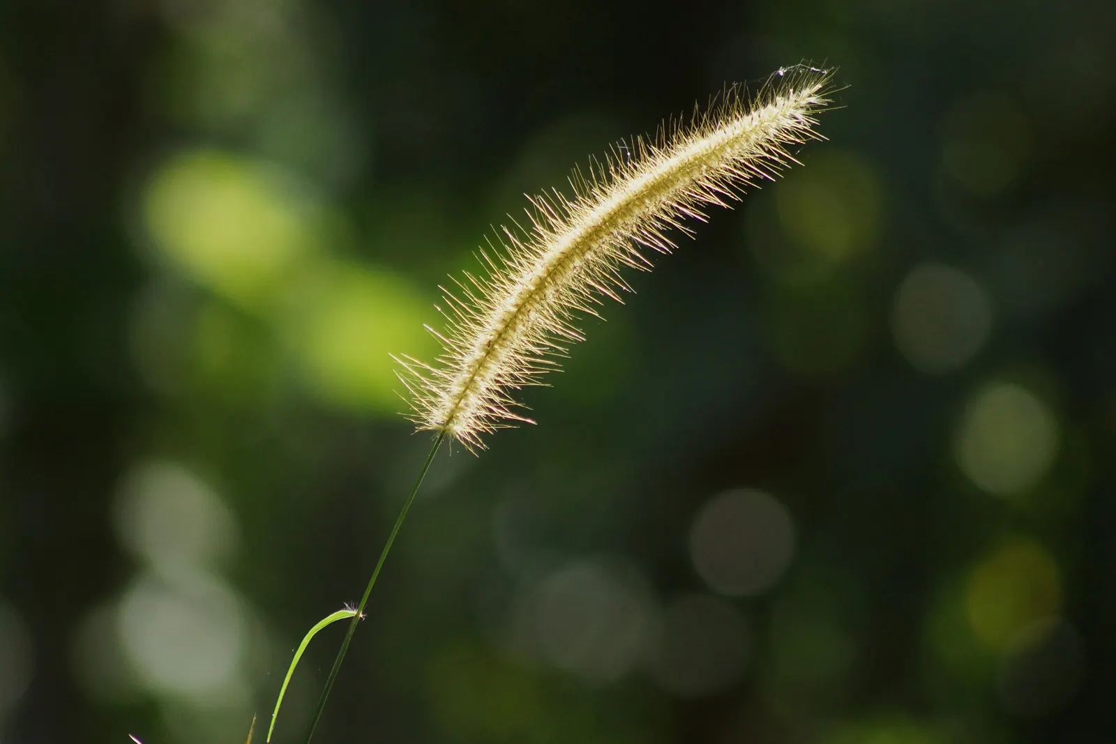 Purple Fountain Grass (Pennisetum 'Rubrum') — Reaching heights of 3 to 4 feet with a similar spread