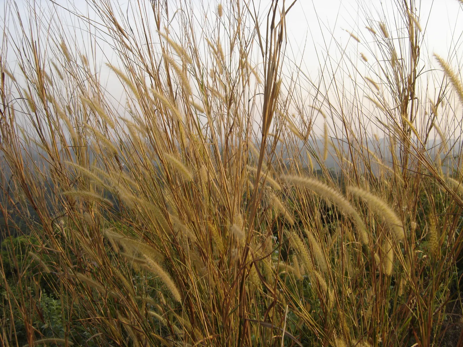 Purple Fountain Grass (Pennisetum 'Rubrum') — Purple Fountain Grass does not typically reseed itself