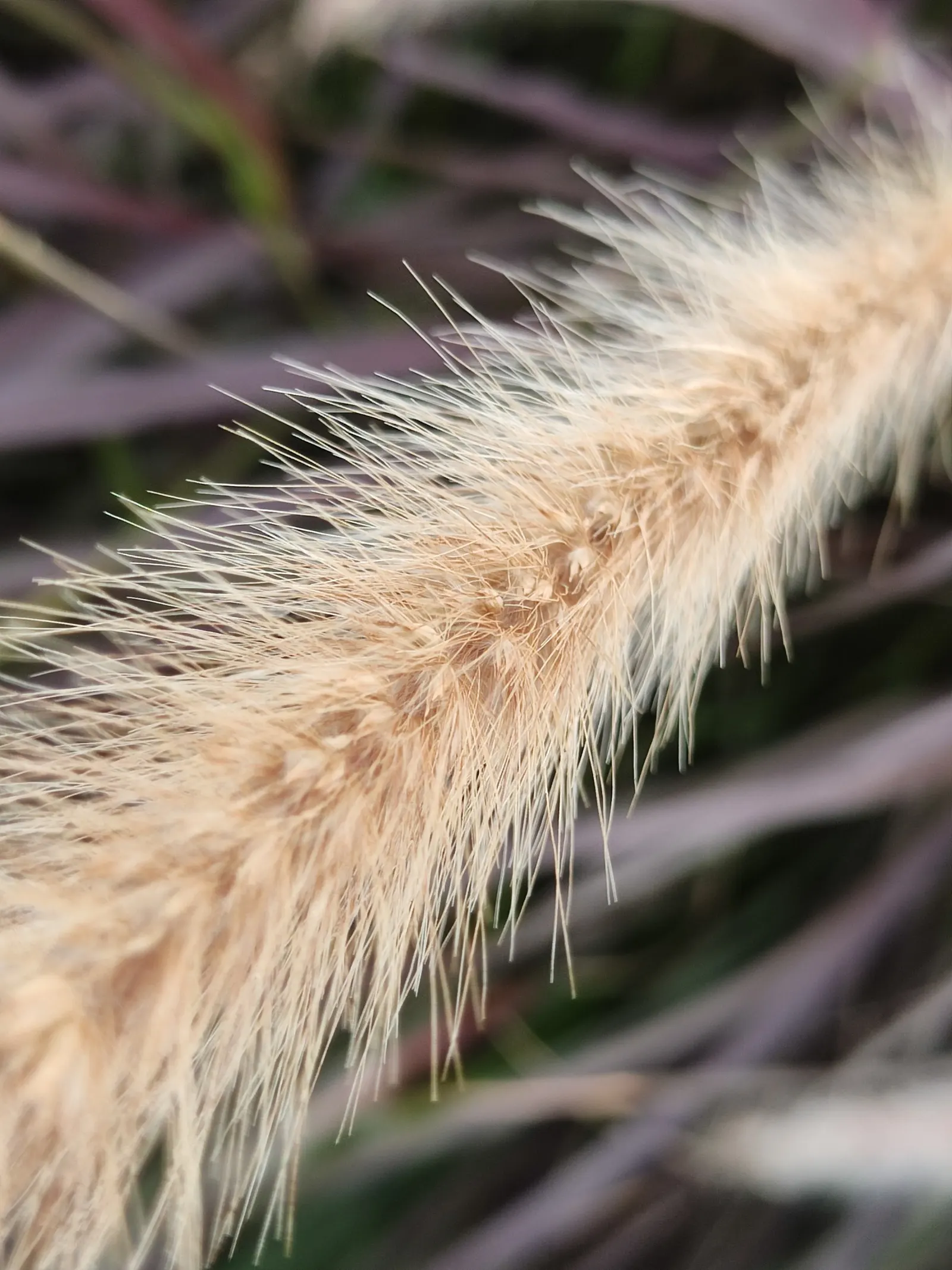 Purple Fountain Grass (Pennisetum 'Rubrum') — commonly known as Purple Fountain Grass; fox-tail-like flower plumes