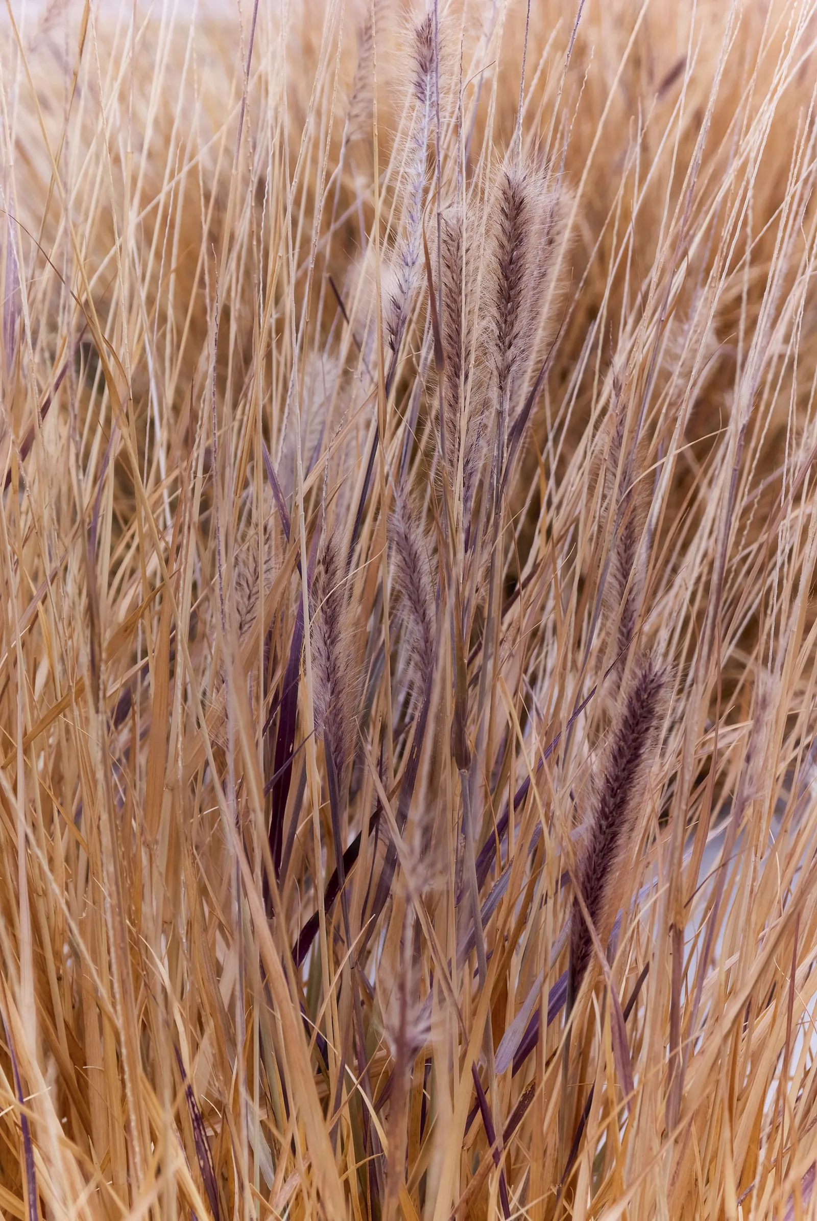 Purple Fountain Grass (Pennisetum 'Rubrum') — scientifically known as Pennisetum setaceum 'Rubrum'