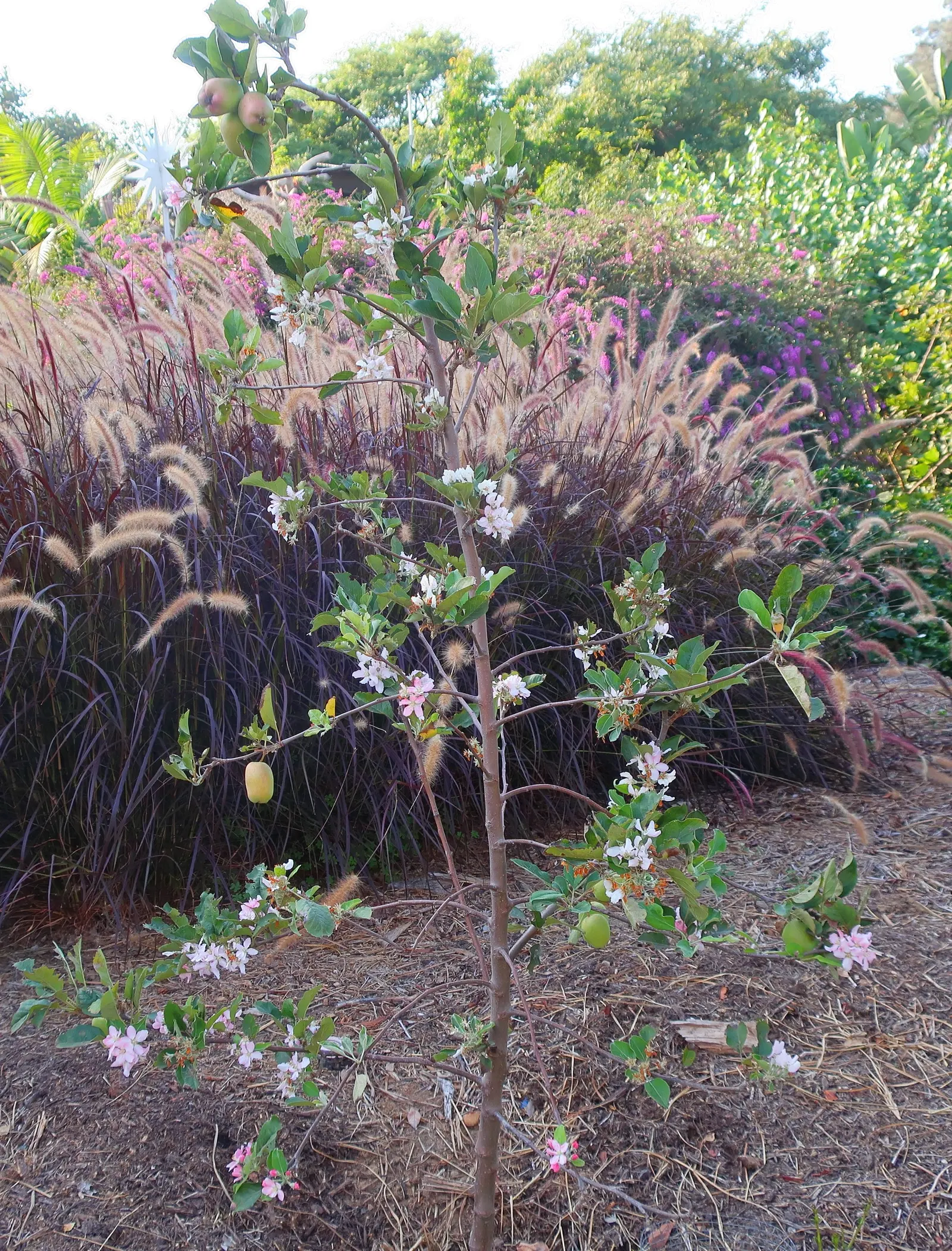 Purple Fountain Grass (Pennisetum 'Rubrum') — making it a popular choice for low-maintenance gardens; and is drought-resistant once established