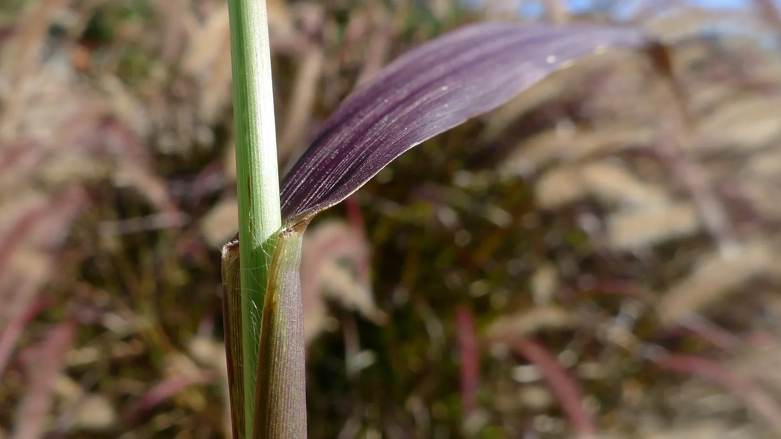 Purple Fountain Grass (Pennisetum 'Rubrum') — burgundy foliage and cascading; making it a smart choice for water-conservation landscapes.<br><br>Though a