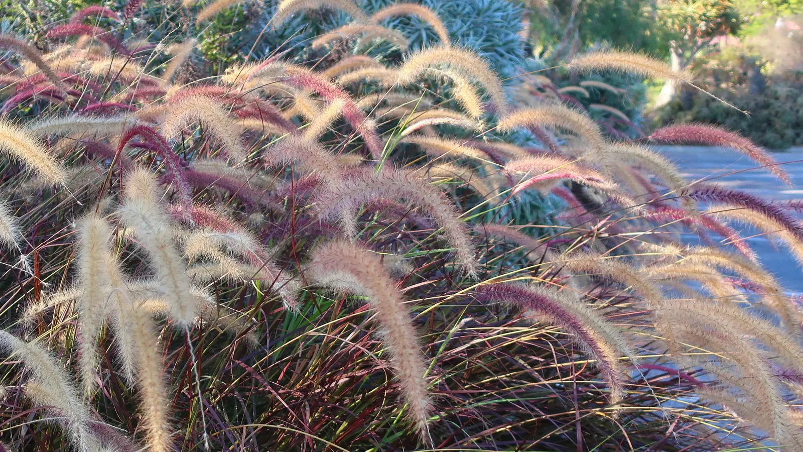 Purple Fountain Grass (Pennisetum 'Rubrum') — fox-tail-like flower plumes; grass with purple blooms