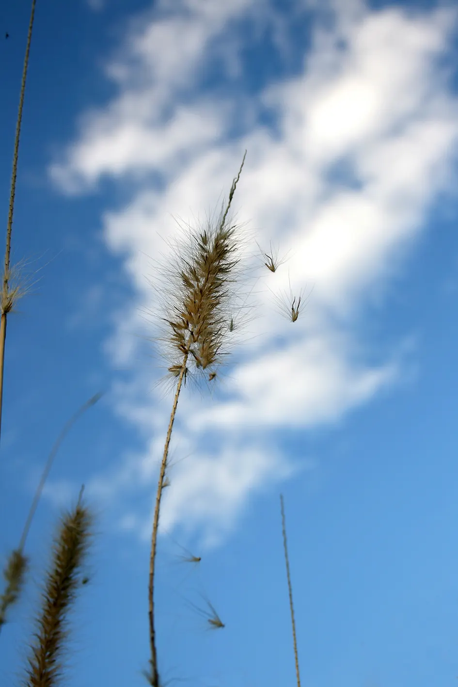 Purple Fountain Grass (Pennisetum 'Rubrum') — commonly known as Purple Fountain Grass