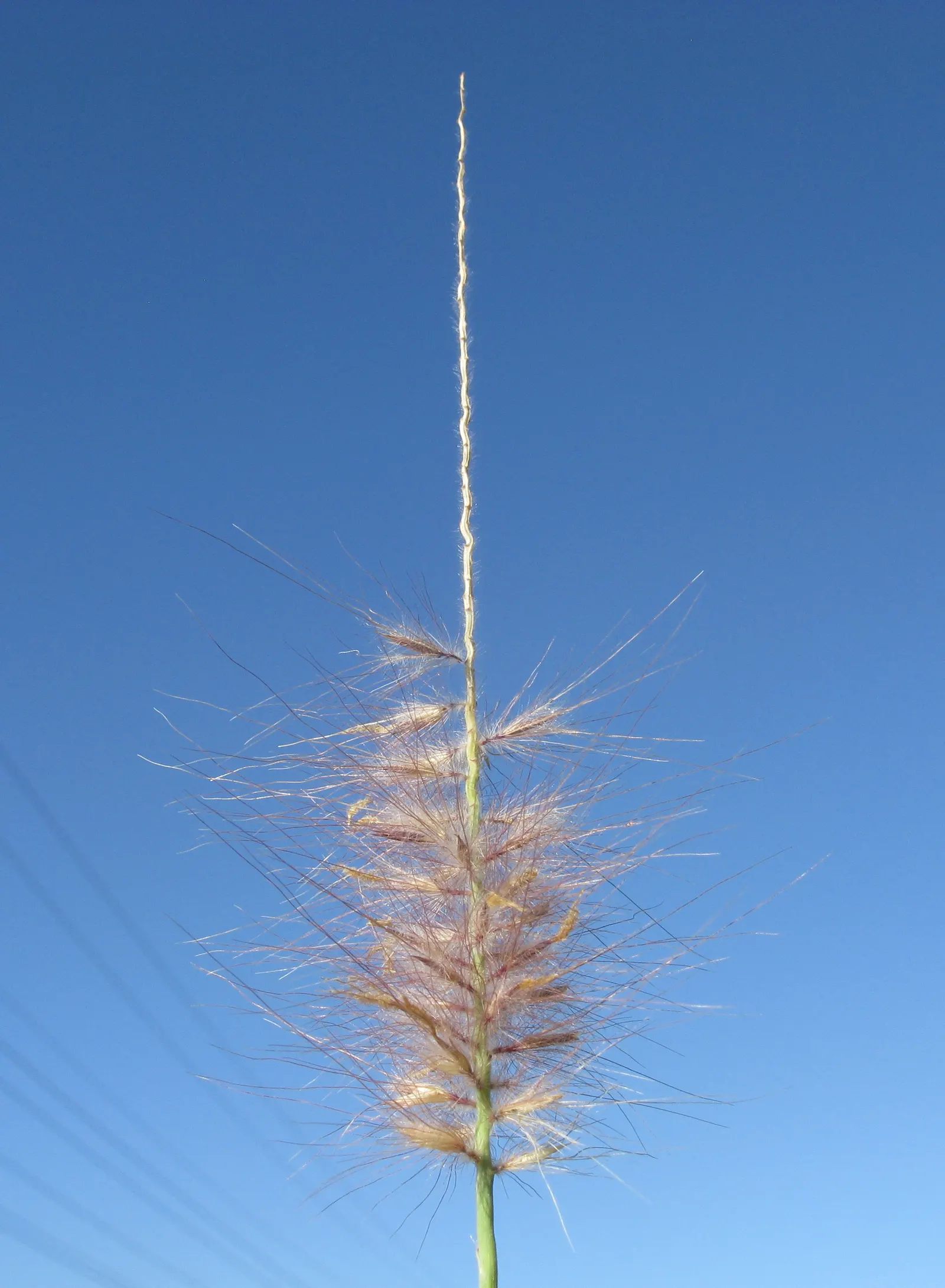 Purple Fountain Grass (Pennisetum 'Rubrum') — adding movement and rich color to any landscape; it is generally pest and disease-resistant, ensuring ease of