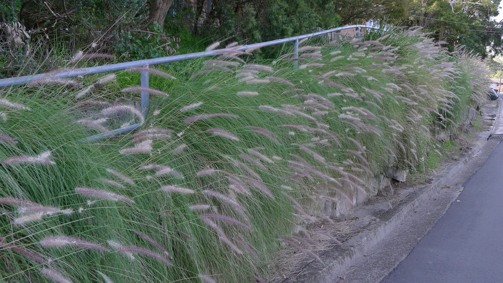 Purple Fountain Grass (Pennisetum 'Rubrum') — It is generally pest and disease-resistant, ensuring ease of maintenance