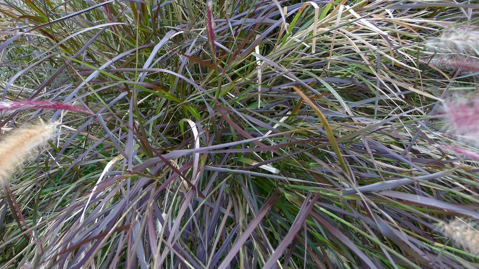 Purple Fountain Grass (Pennisetum 'Rubrum') — purple flowers in the garden