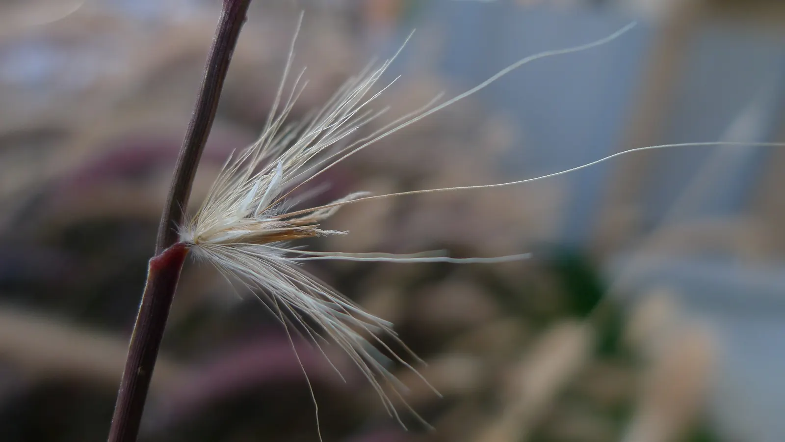 Purple Fountain Grass (Pennisetum 'Rubrum') — It prefers moderately fertile
