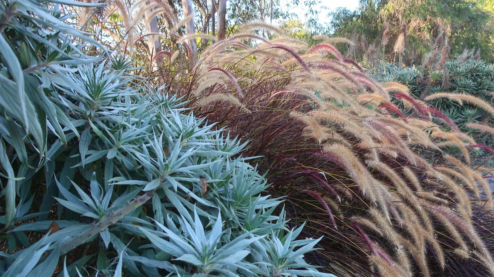 Purple Fountain Grass (Pennisetum 'Rubrum') — and is drought-resistant once established; commonly known as Purple Fountain Grass