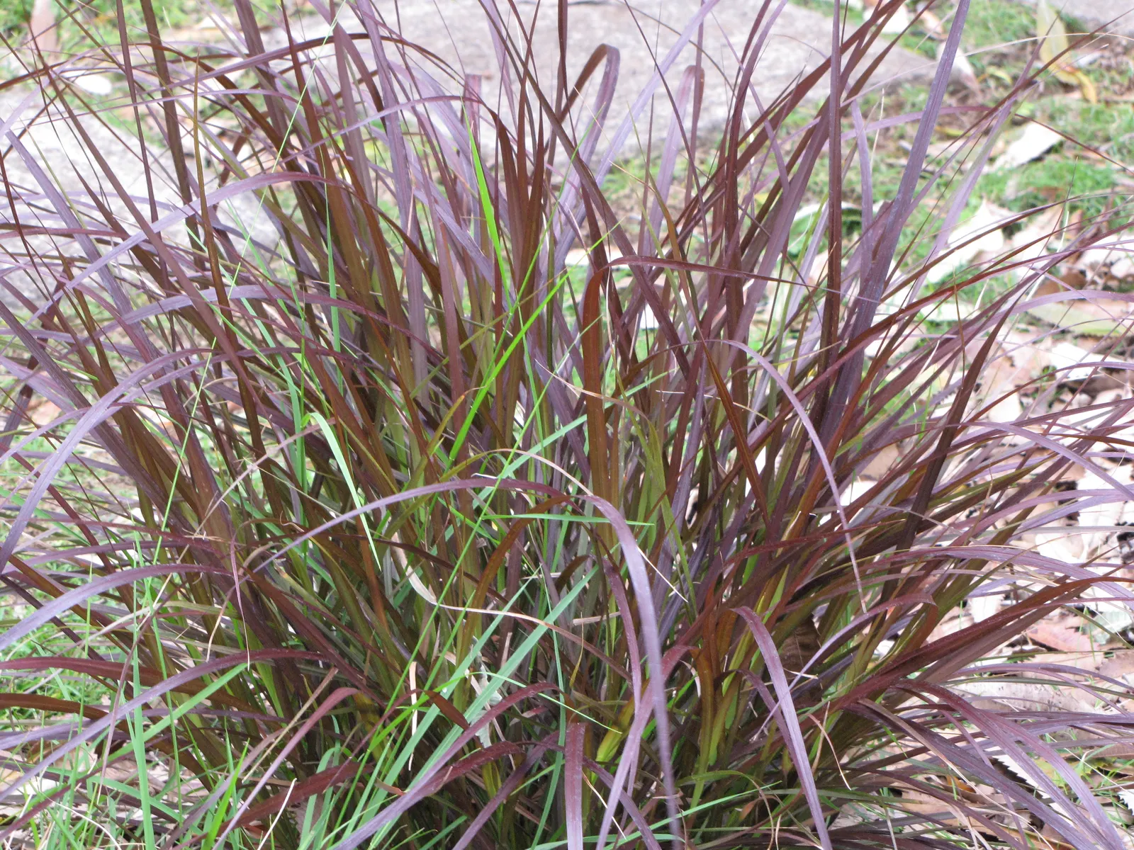Purple Fountain Grass (Pennisetum 'Rubrum') — this heat-tolerant grass thrives in full sun