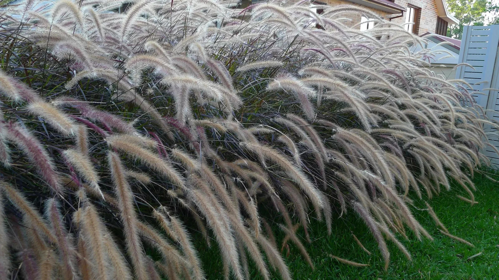 Purple Fountain Grass (Pennisetum 'Rubrum') — With a growth habit of 3-5 feet tall and 2-4 feet wide; this heat-tolerant grass thrives in full sun